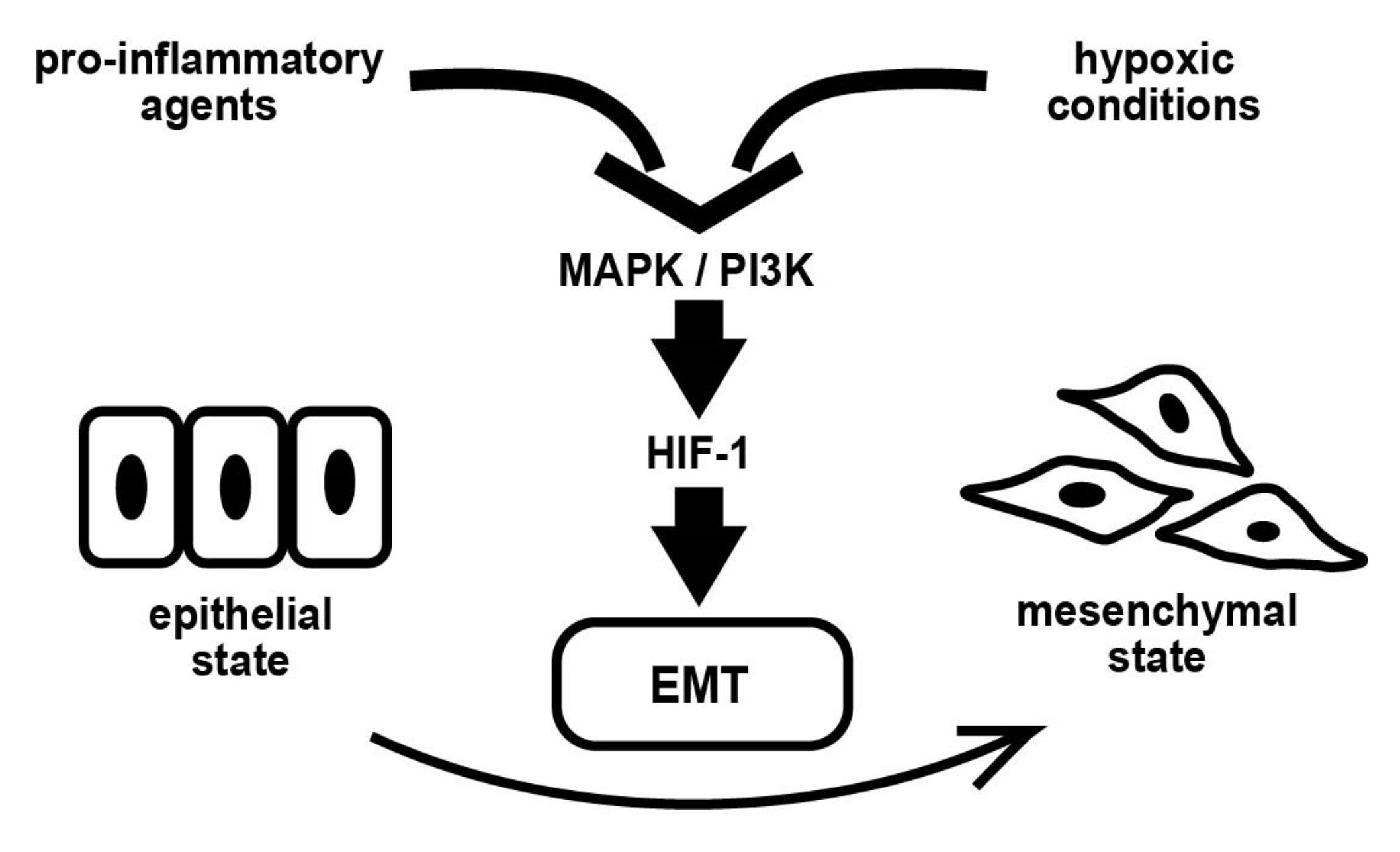 Biomedicines 11 00210 g009 Biomedicines 11 00210 g009