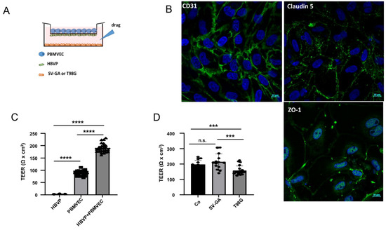 人気商品 TGF-Beta Modulates the Integrity of the Blood Brain Barrier 冷却用品