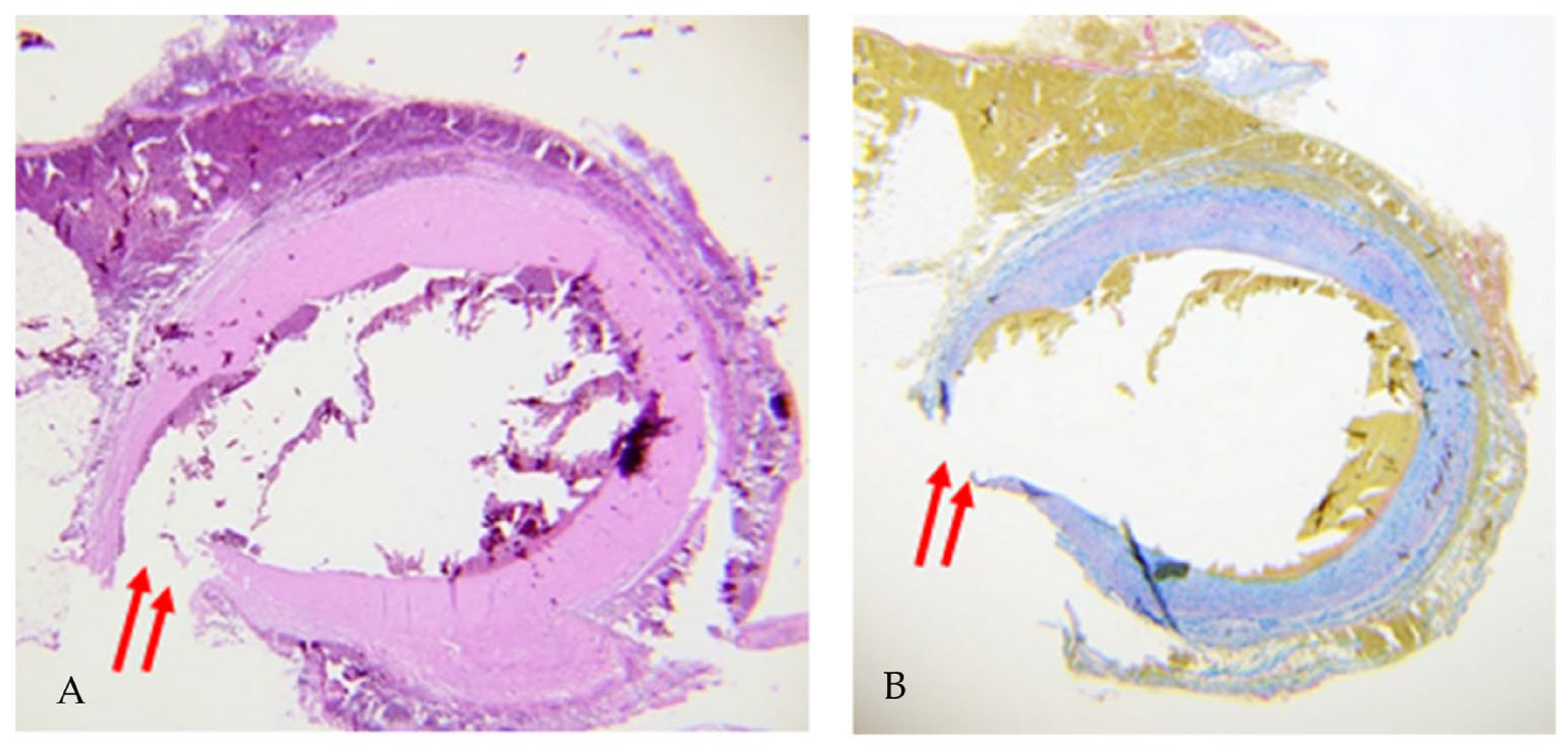 Biomedicines 11 00220 g002