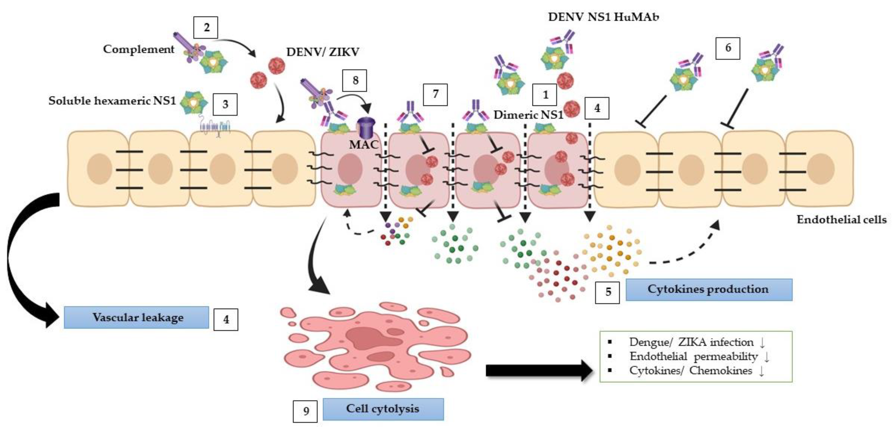 Biomedicines 11 00227 g007 Biomedicines 11 00227 g007