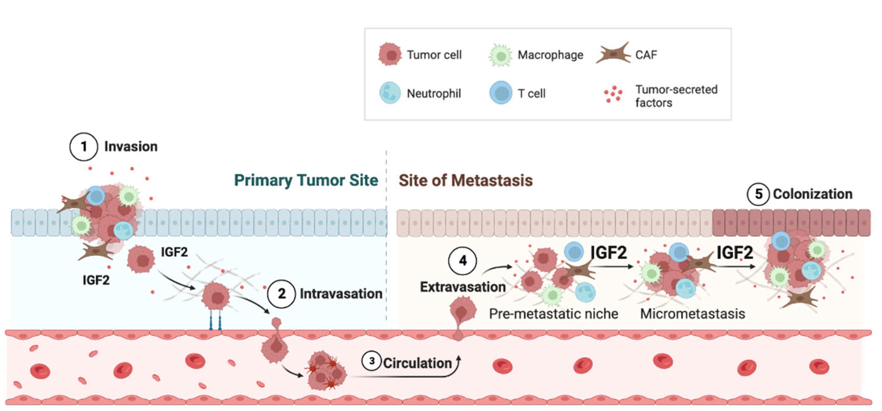 Biomedicines 11 00229 g003 Biomedicines 11 00229 g003