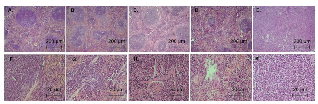 Biomedicines 11 00230 g005