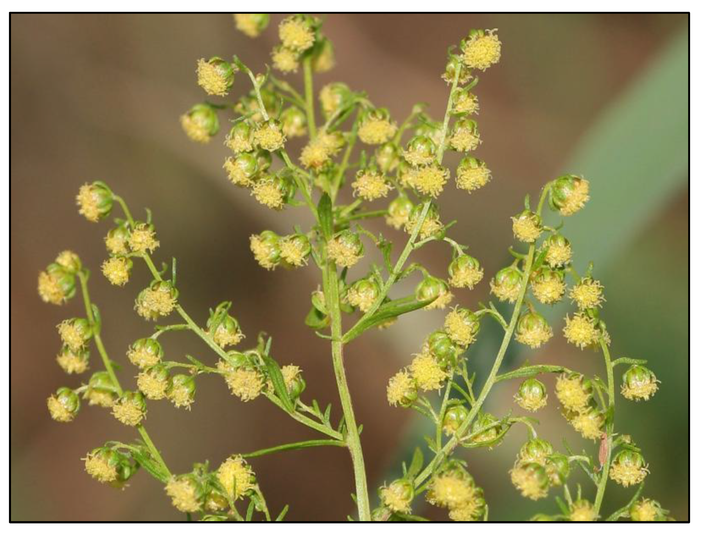 Biomedicines 11 00232 g001 Biomedicines 11 00232 g001