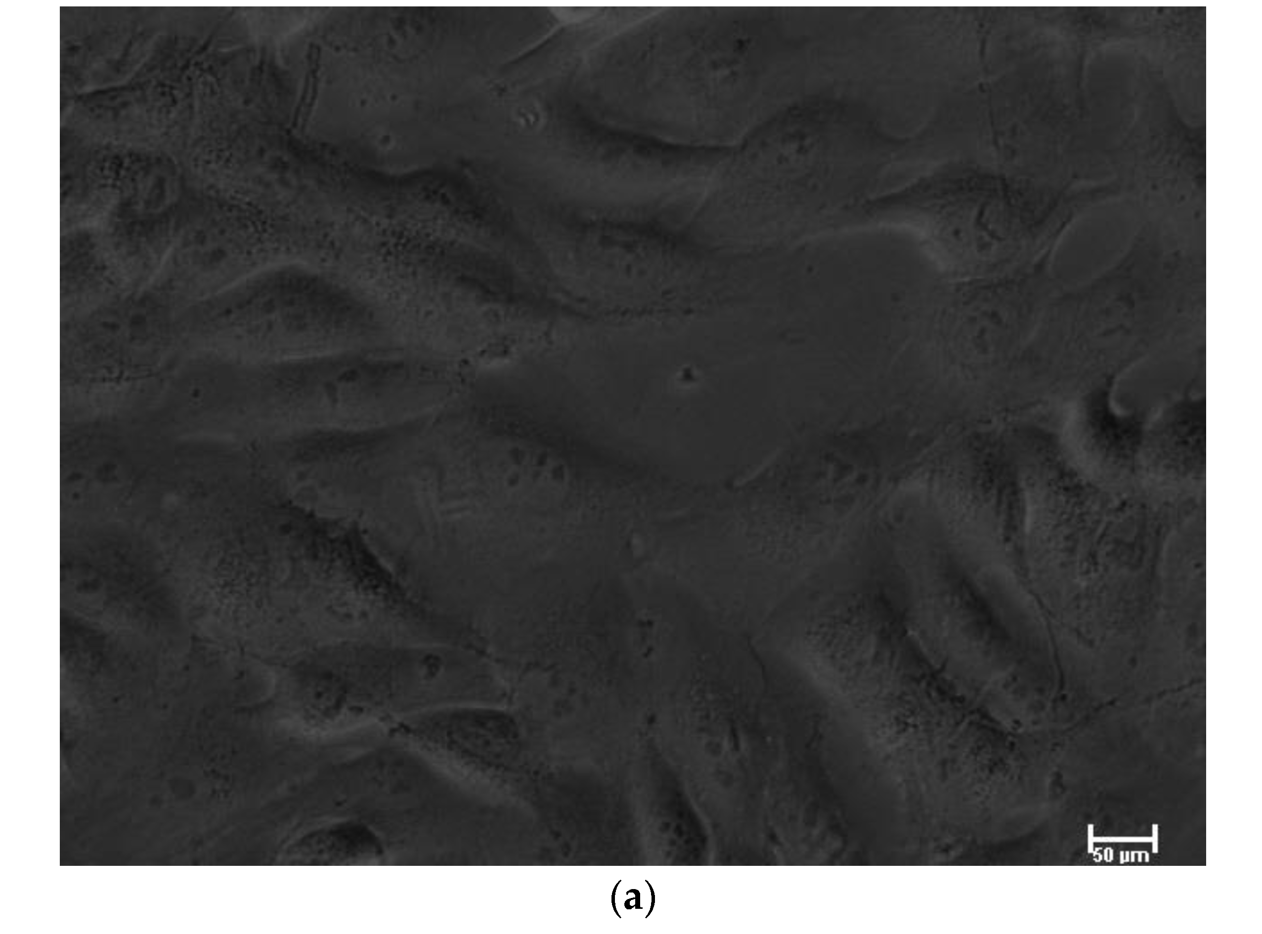 Biomedicines 11 00250 g002a