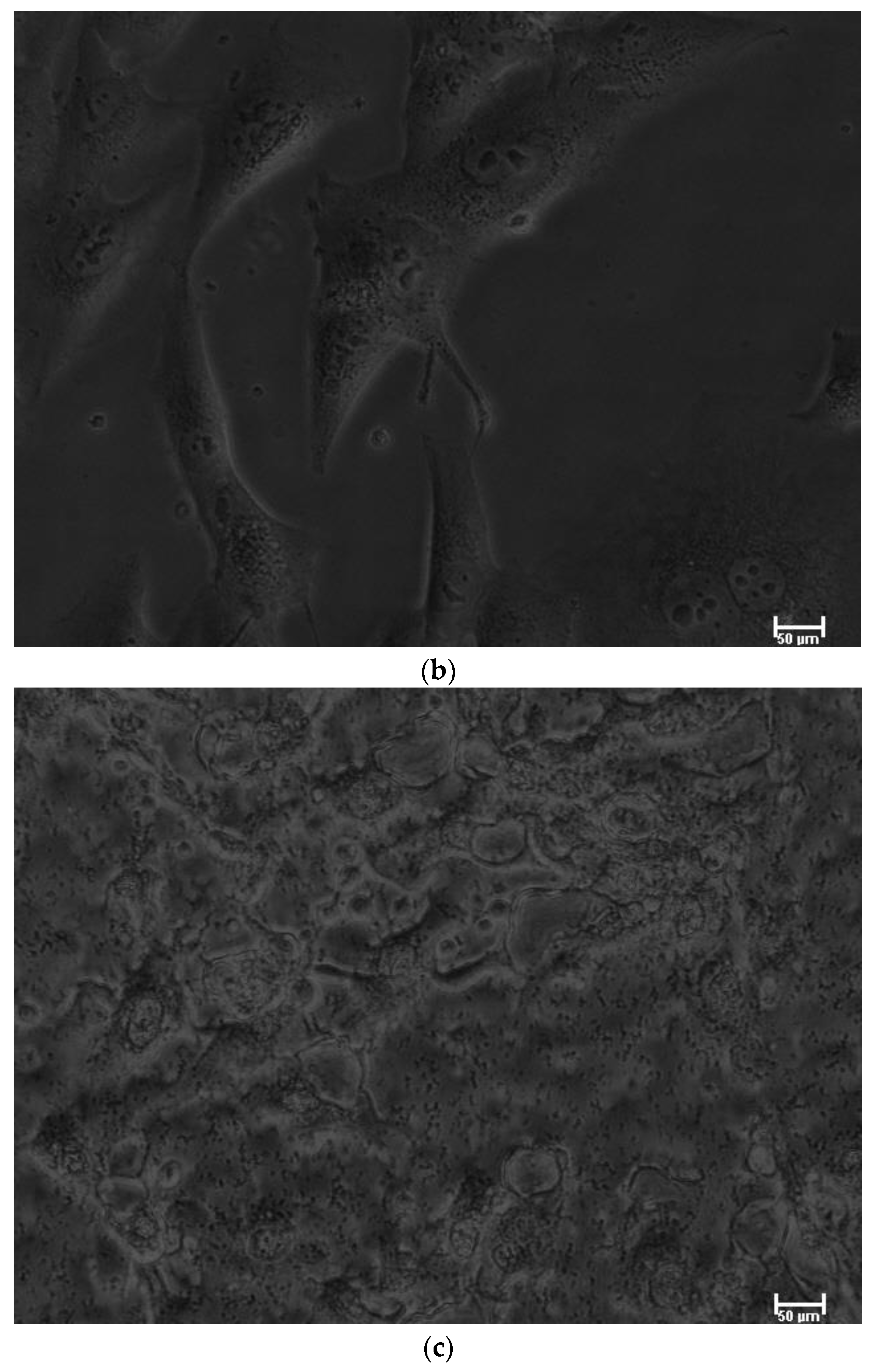 Biomedicines 11 00250 g002b