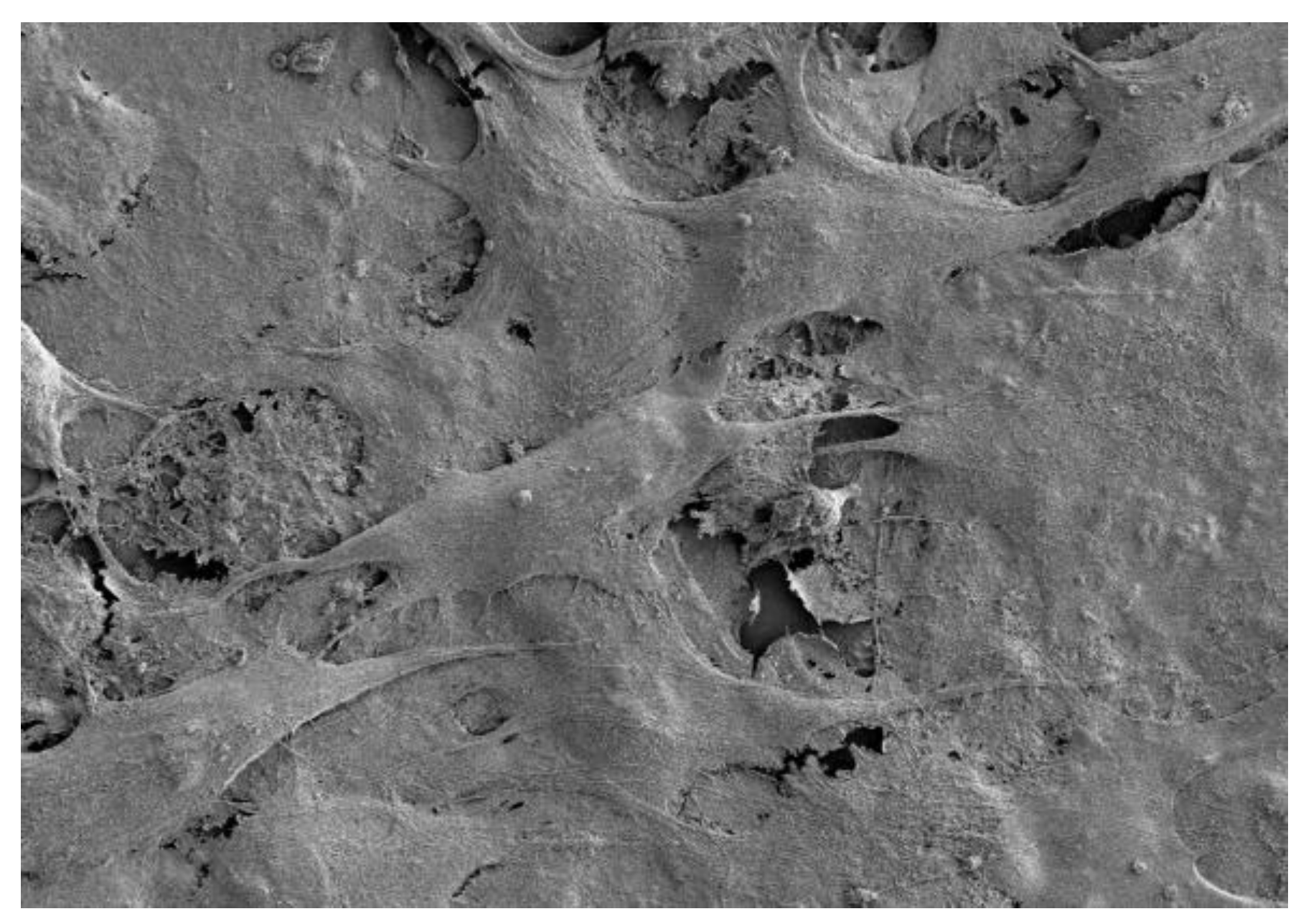 Biomedicines 11 00250 g003