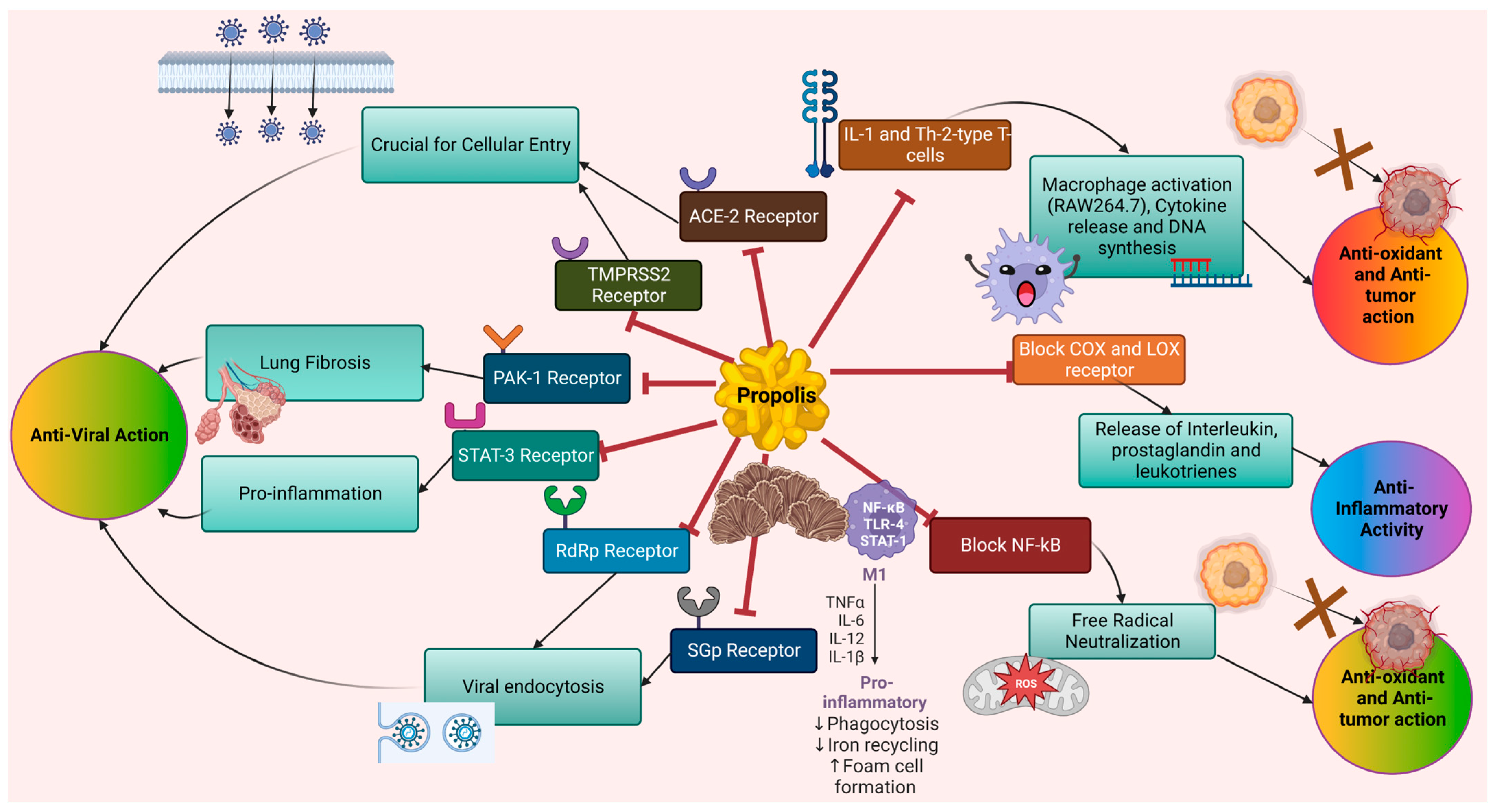 Biomedicines 11 00259 g001