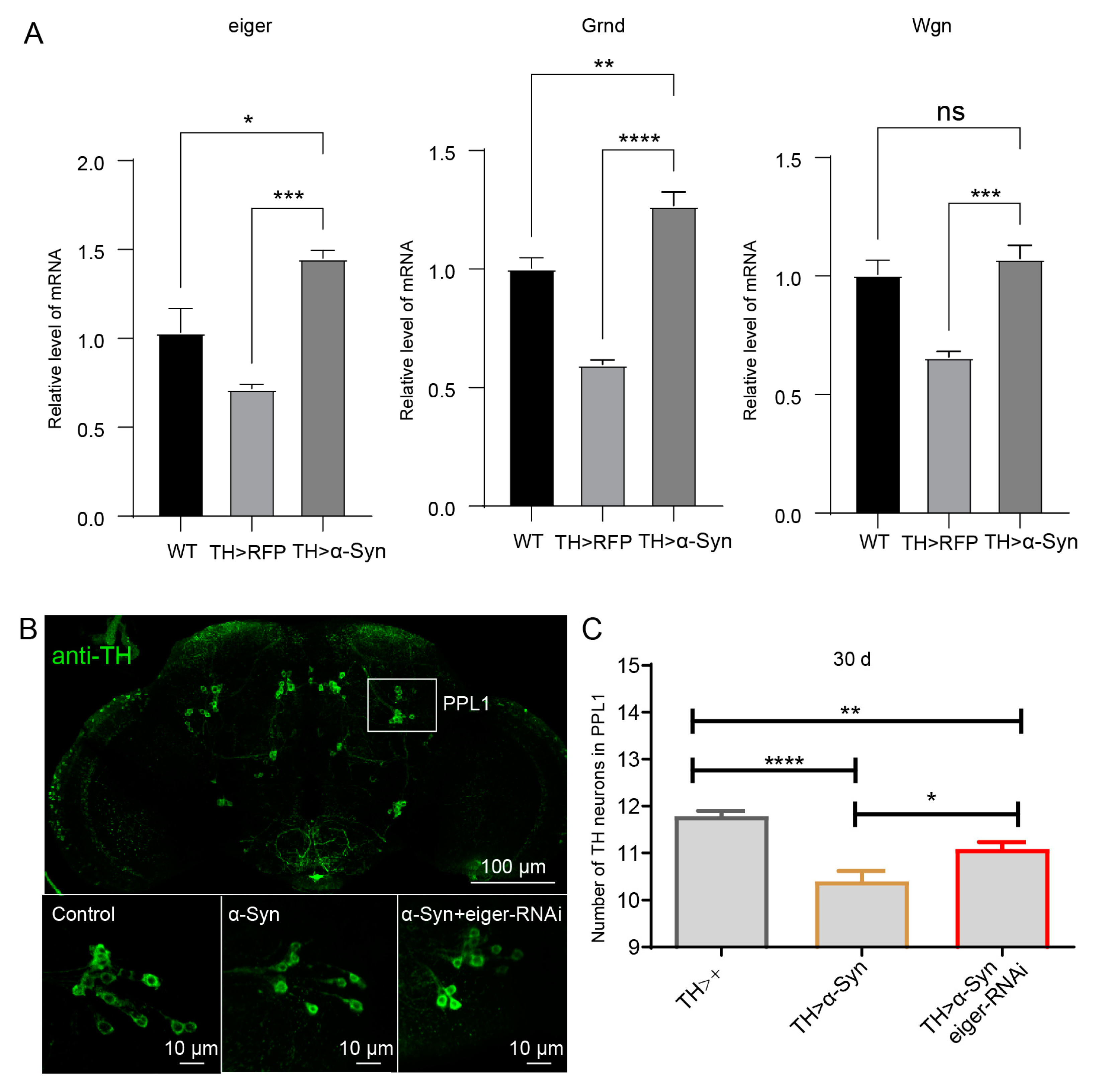 Biomedicines 11 00263 g007