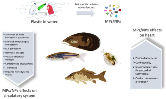 Biomedicines 11 00264 g001 550