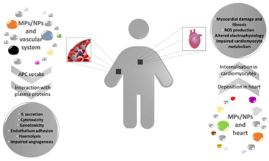 Biomedicines 11 00264 g002 550