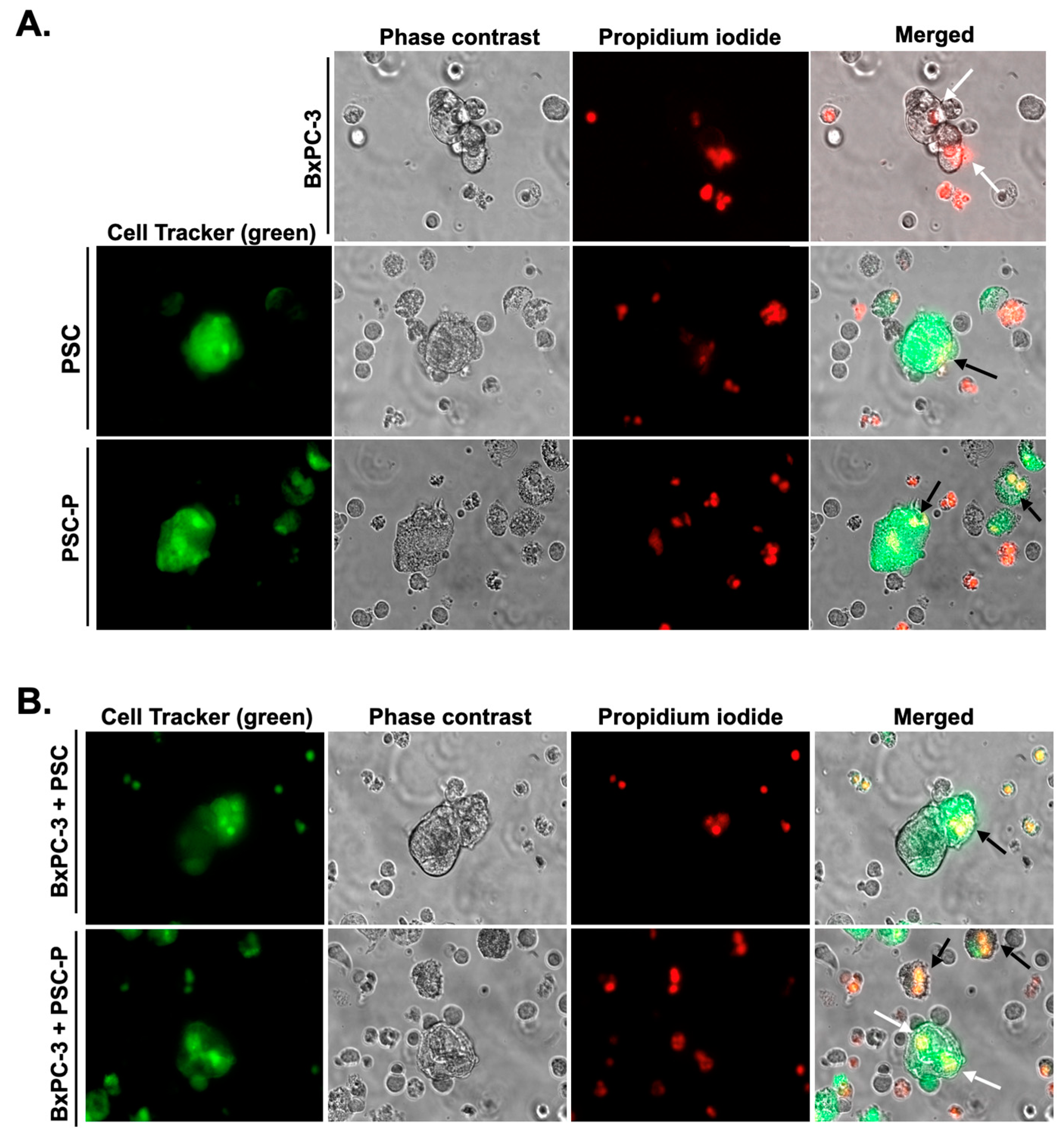 Biomedicines 11 00270 g005 Biomedicines 11 00270 g005