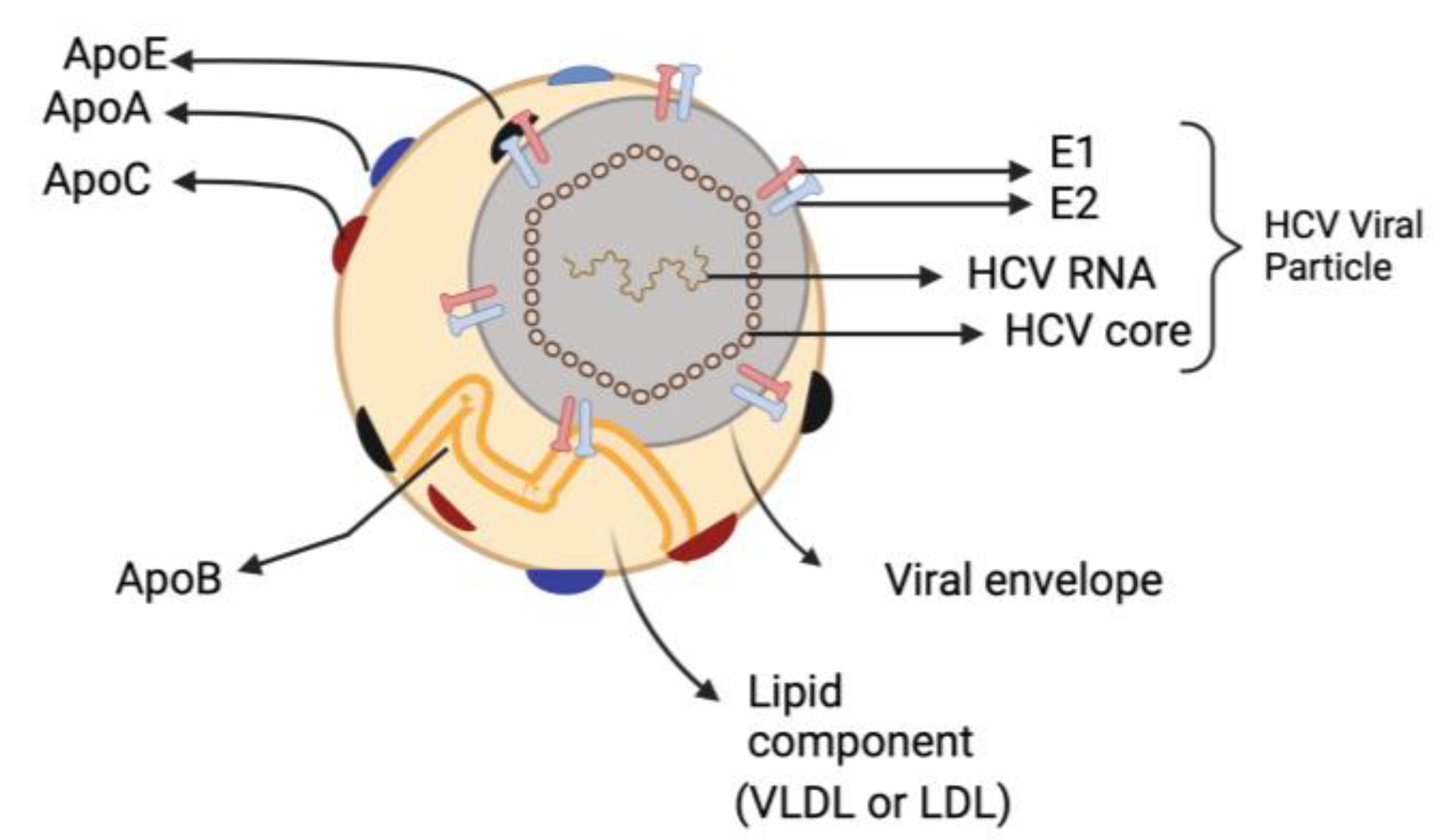 Biomedicines | Free Full-Text | Hepatitis C Virus-Lipid Interplay ...