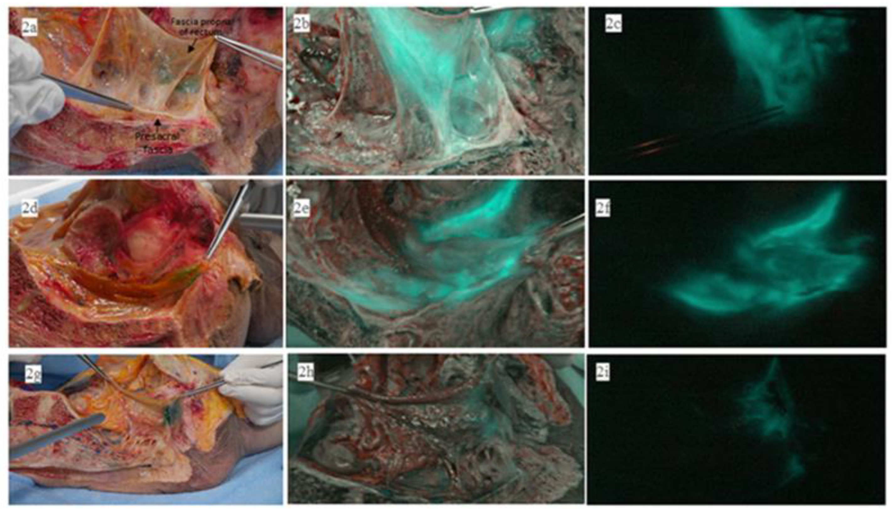 Biomedicines 11 00274 g002 Biomedicines 11 00274 g002