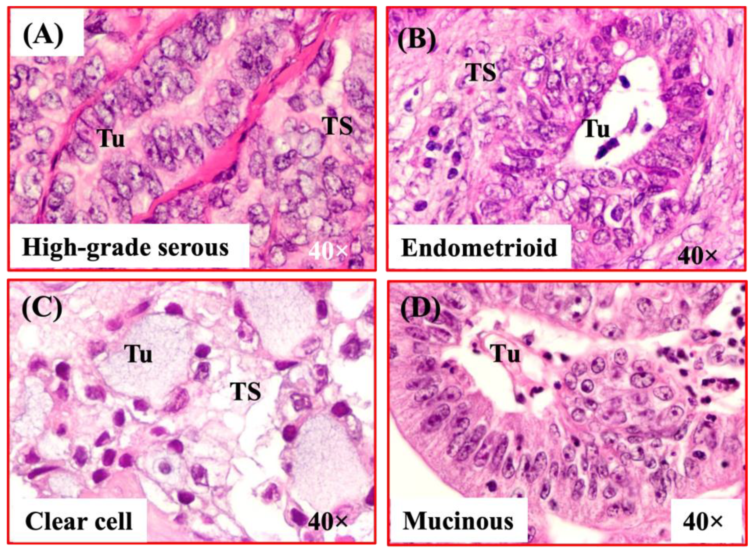 Biomedicines 11 00299 g001 Biomedicines 11 00299 g001