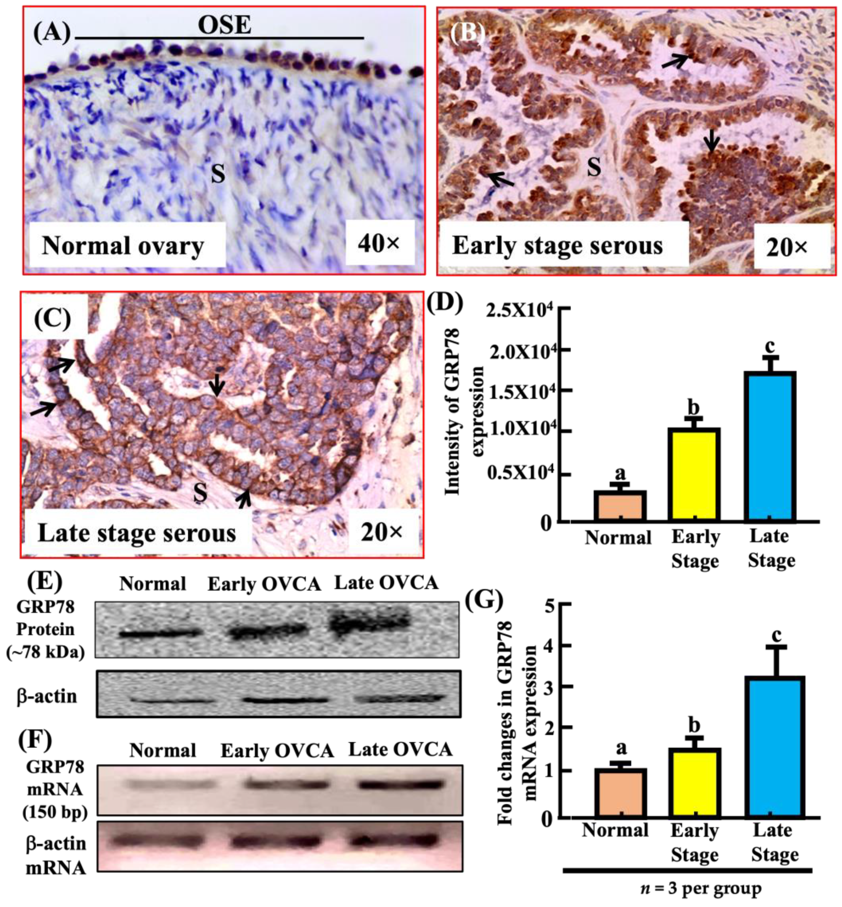 Biomedicines 11 00299 g004 Biomedicines 11 00299 g004
