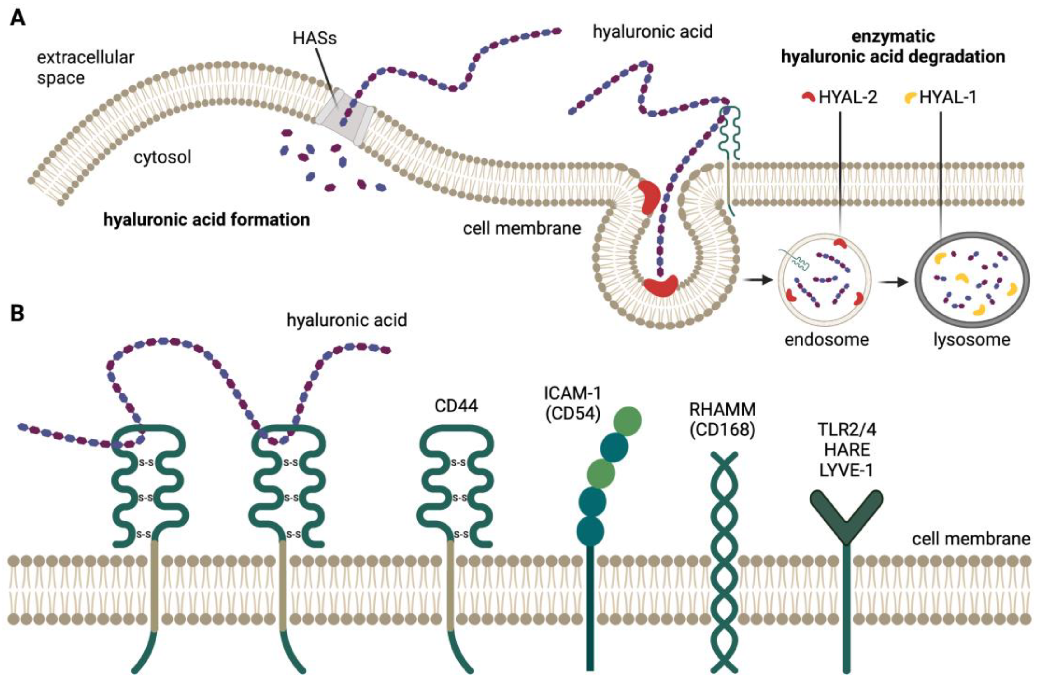 Biomedicines 11 00304 g002 Biomedicines 11 00304 g002