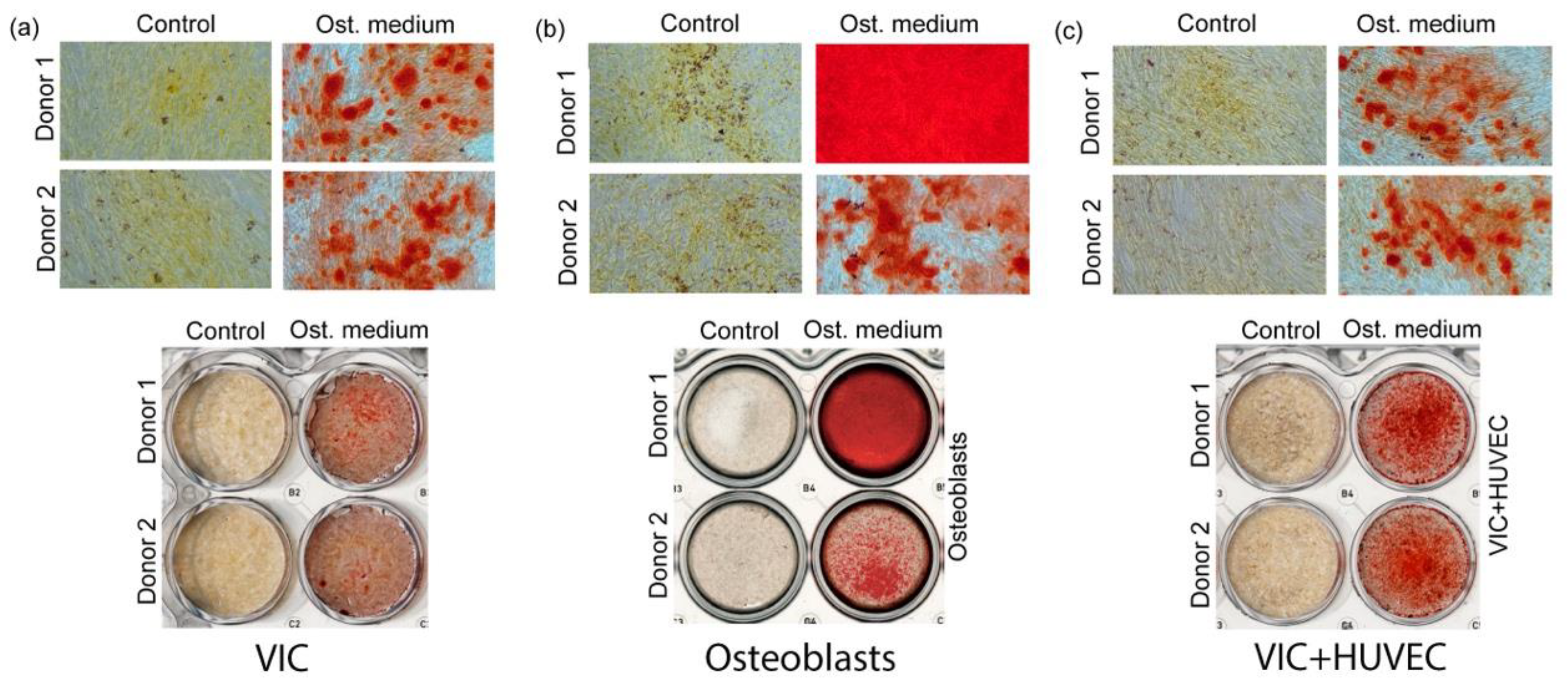 Biomedicines 11 00307 g001