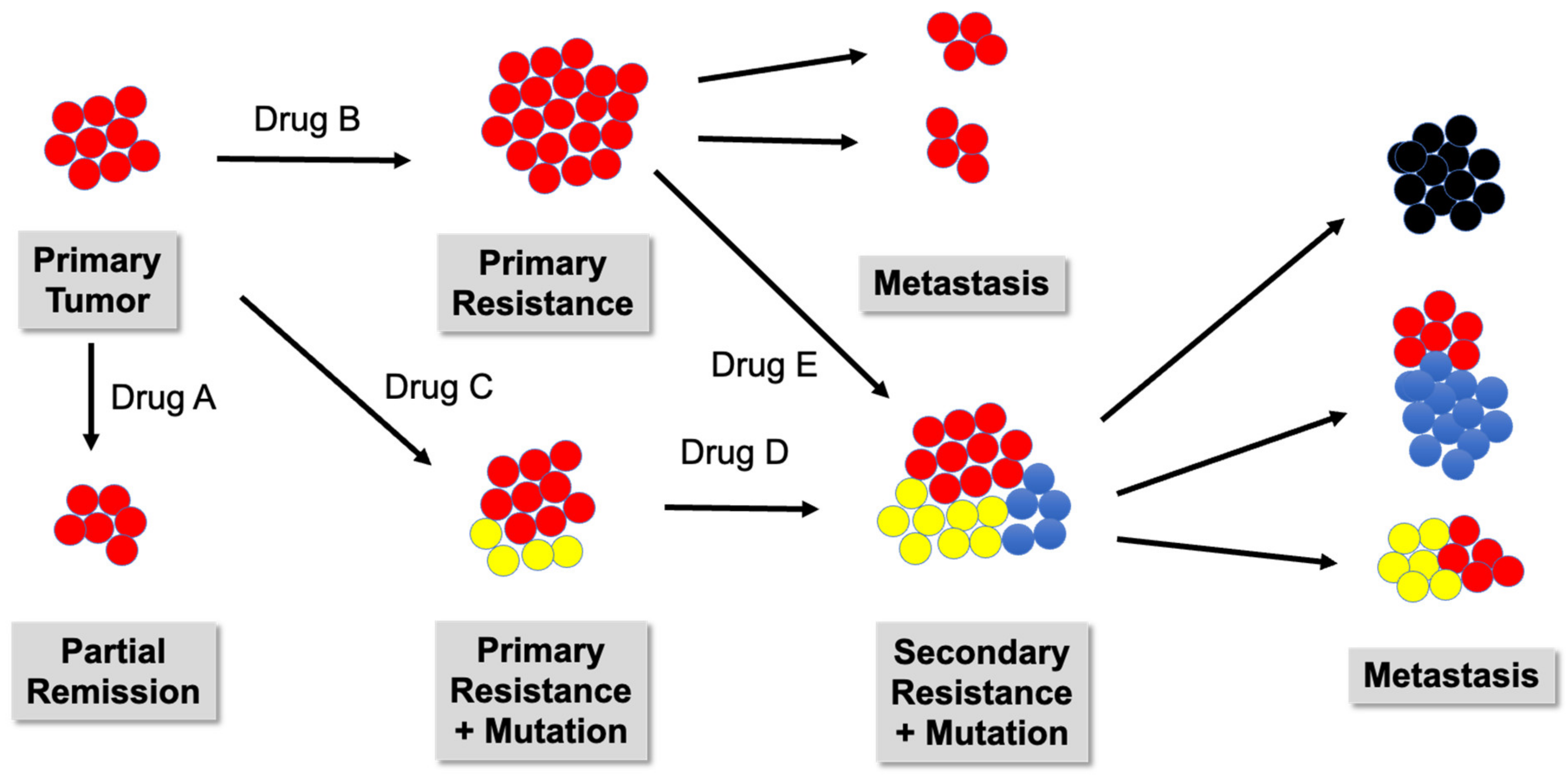 Biomedicines 11 00308 g004 Biomedicines 11 00308 g004