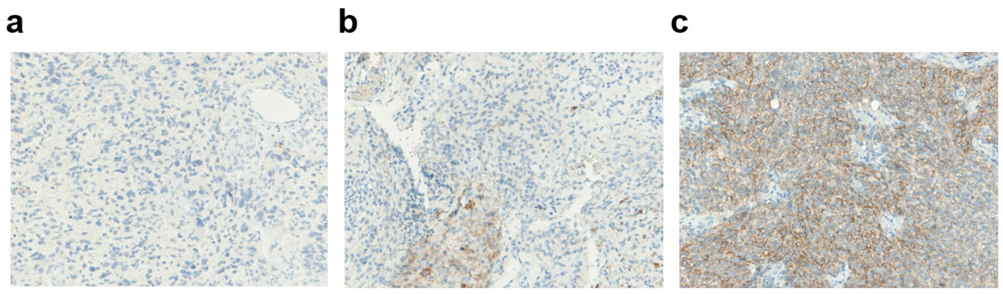 Biomedicines 11 00311 g002 Biomedicines 11 00311 g002