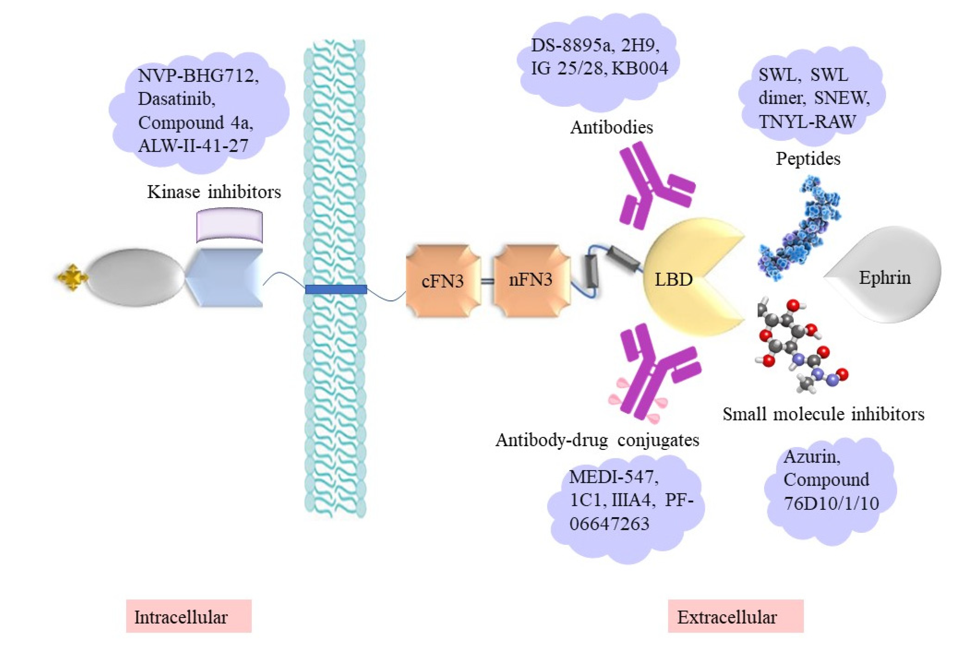Biomedicines 11 00315 g004