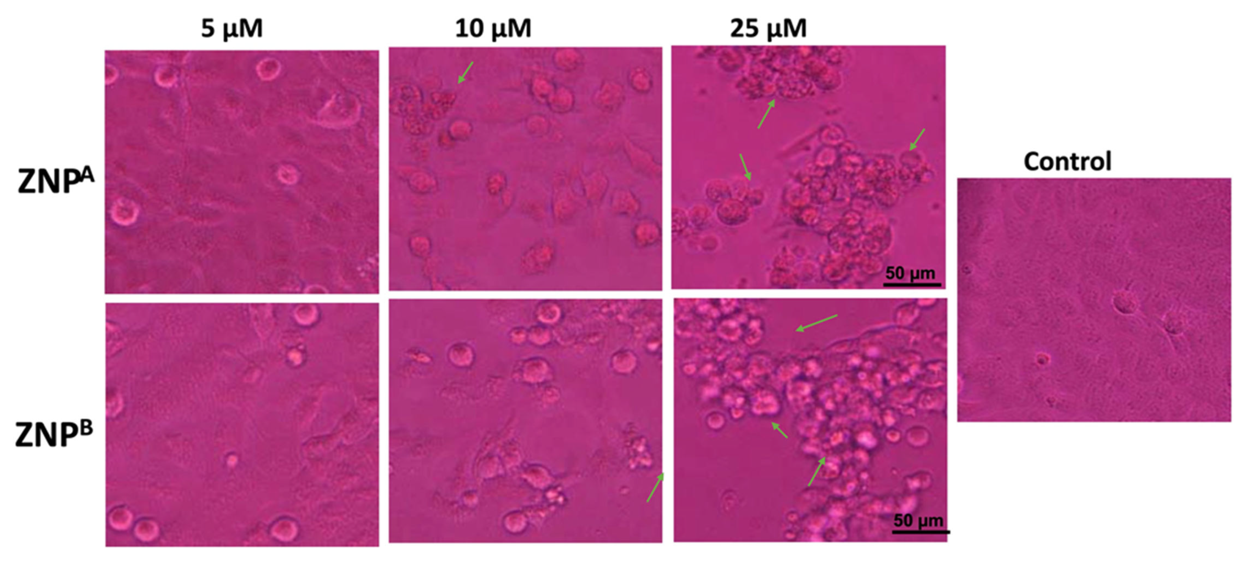 Husk-like Zinc Oxide Nanoparticles Induce Apoptosis through