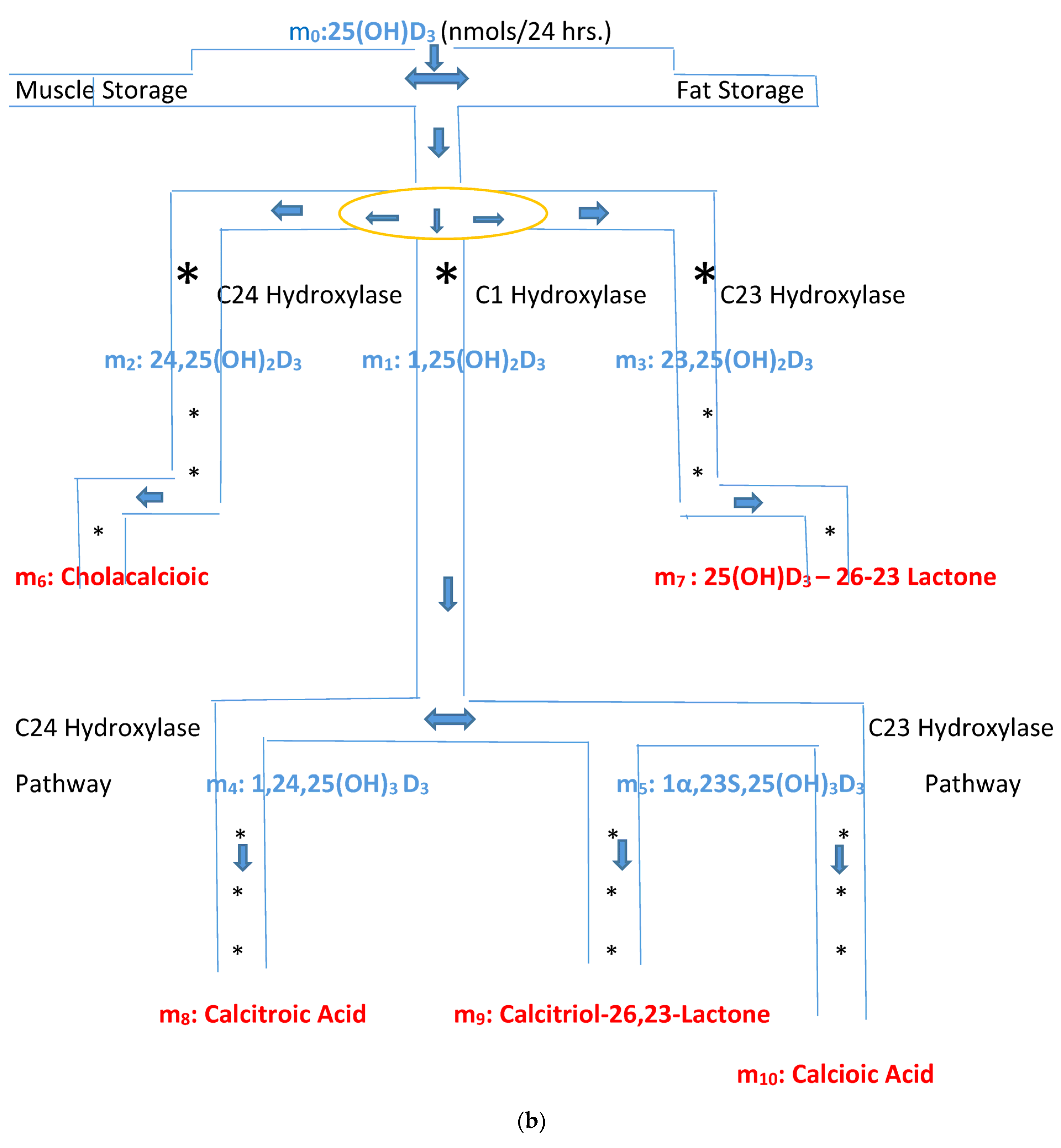 Biomedicines 11 00324 g002b Biomedicines 11 00324 g002b