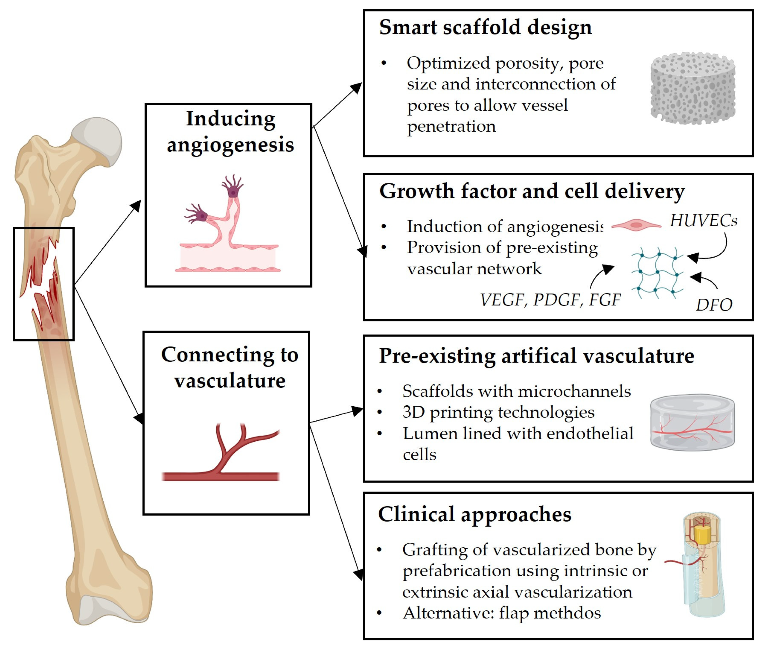Biomedicines 11 00325 g004 Biomedicines 11 00325 g004