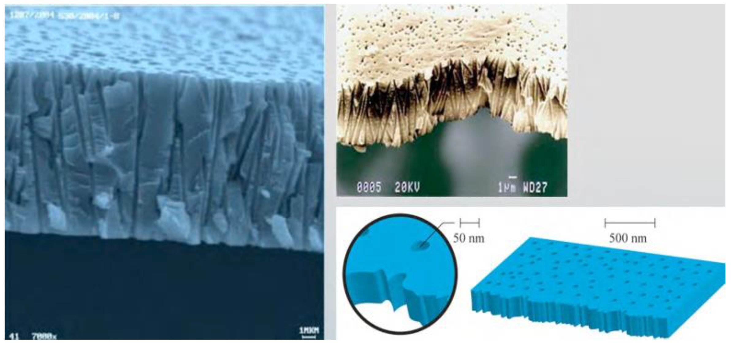 Biomedicines 11 00328 g005