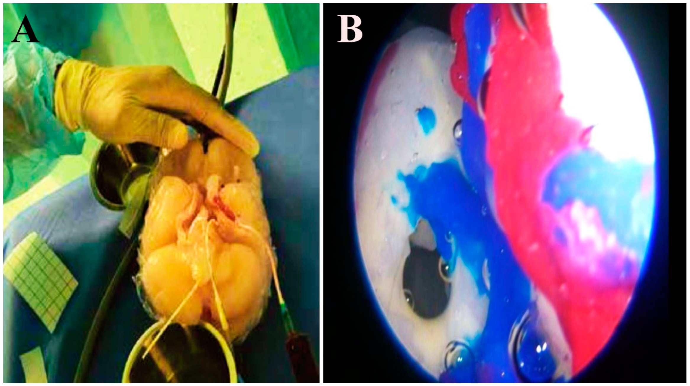 Biomedicines 11 00330 g004