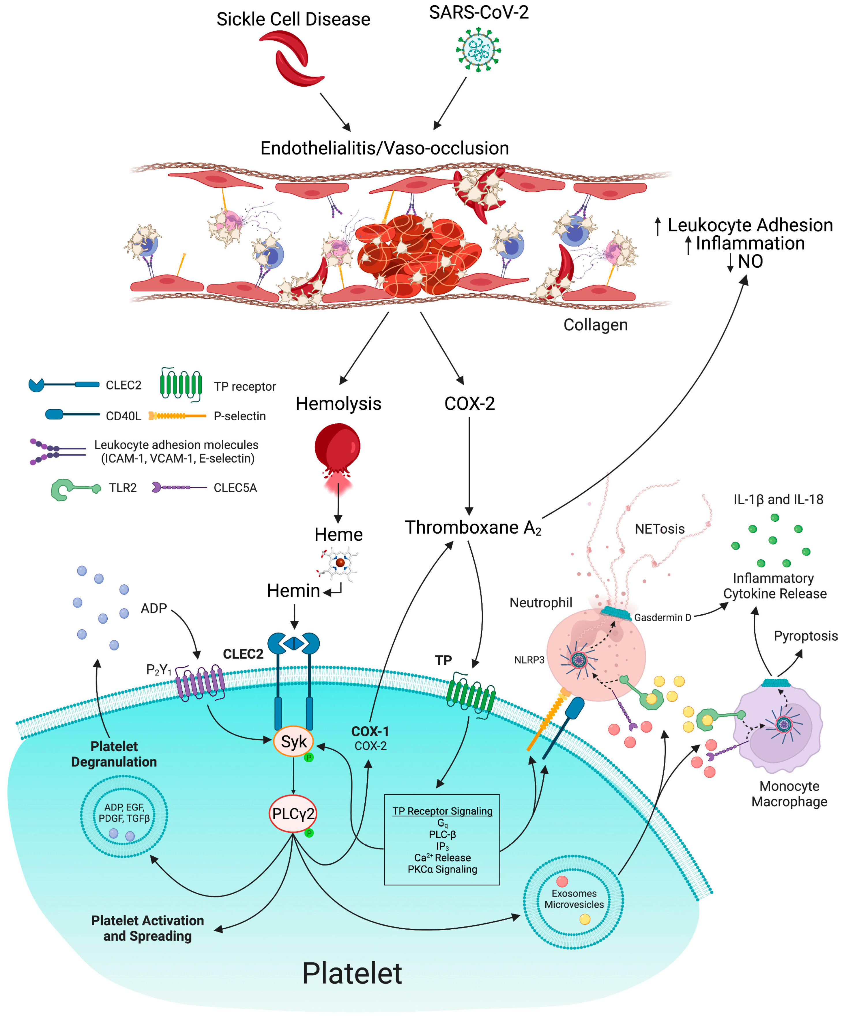 Biomedicines 11 00338 g002 Biomedicines 11 00338 g002