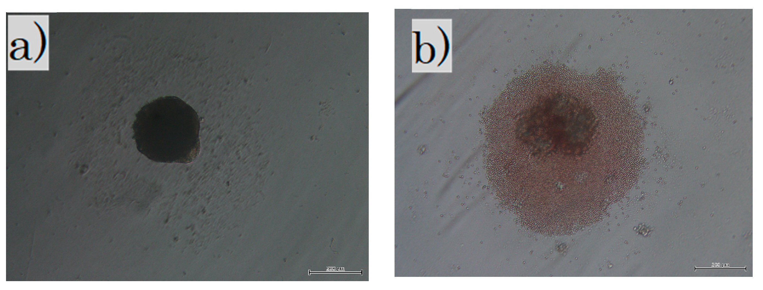 Biomedicines 11 00347 g001