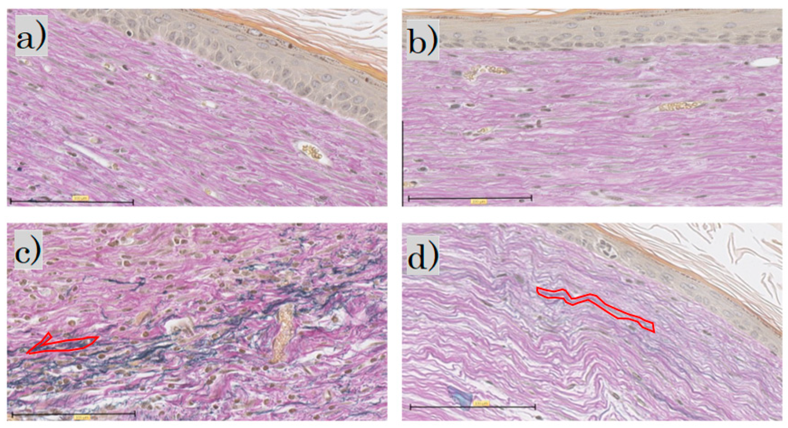 Biomedicines 11 00347 g007