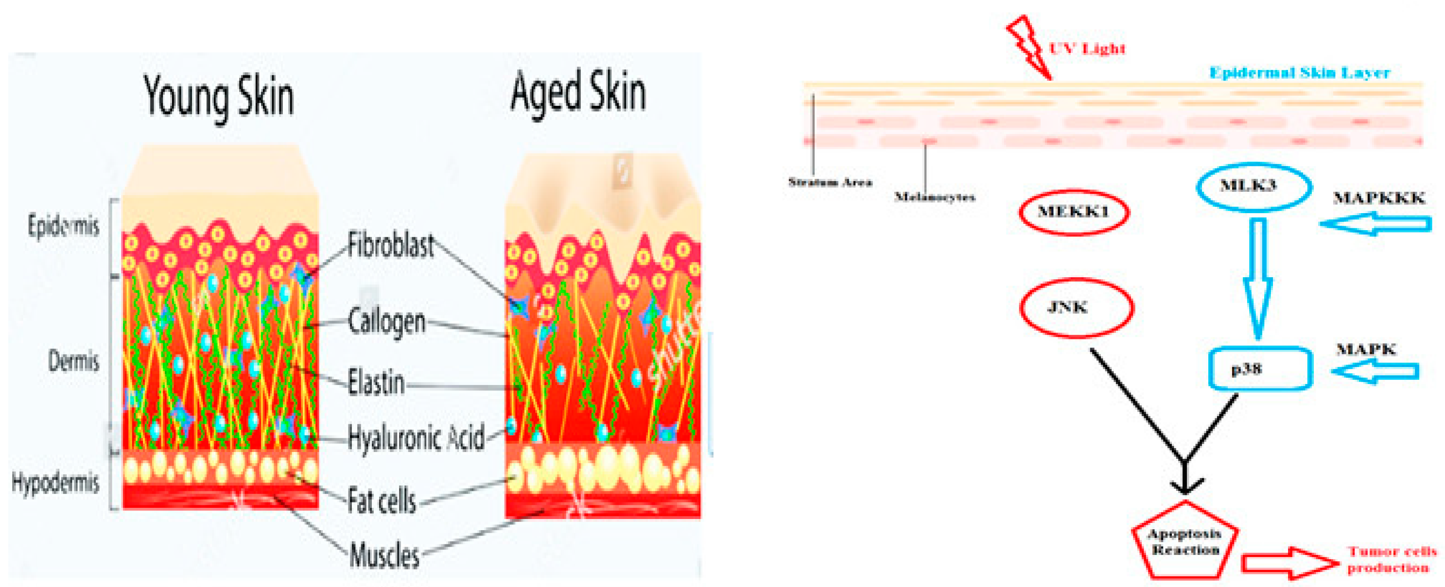 Biomedicines 11 00354 g002 Biomedicines 11 00354 g002