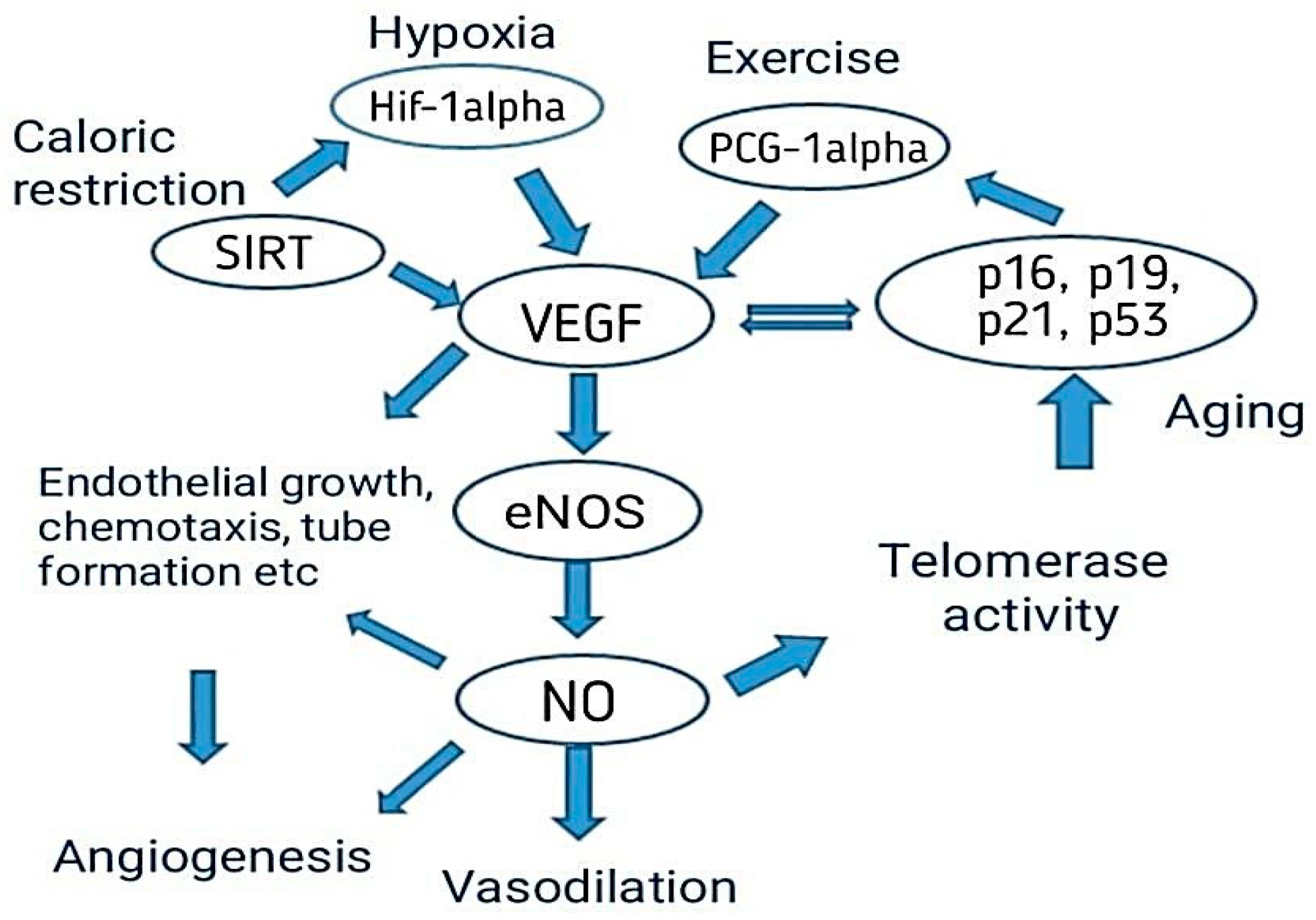 Biomedicines 11 00354 g004 Biomedicines 11 00354 g004