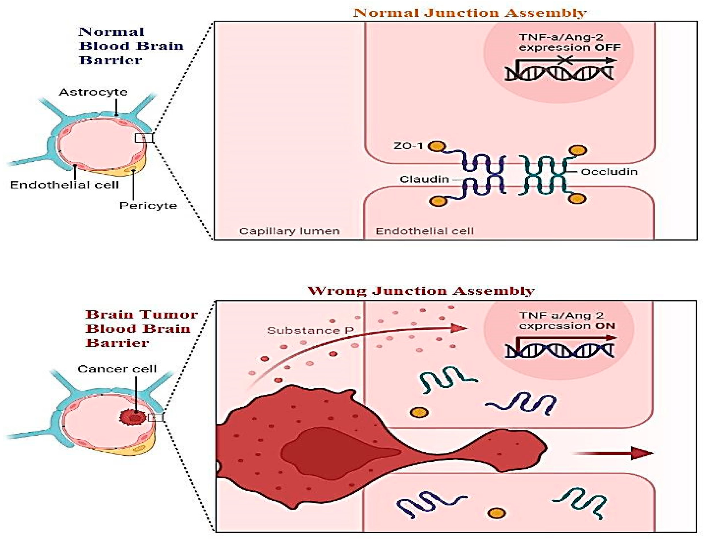 Biomedicines 11 00354 g009 550
