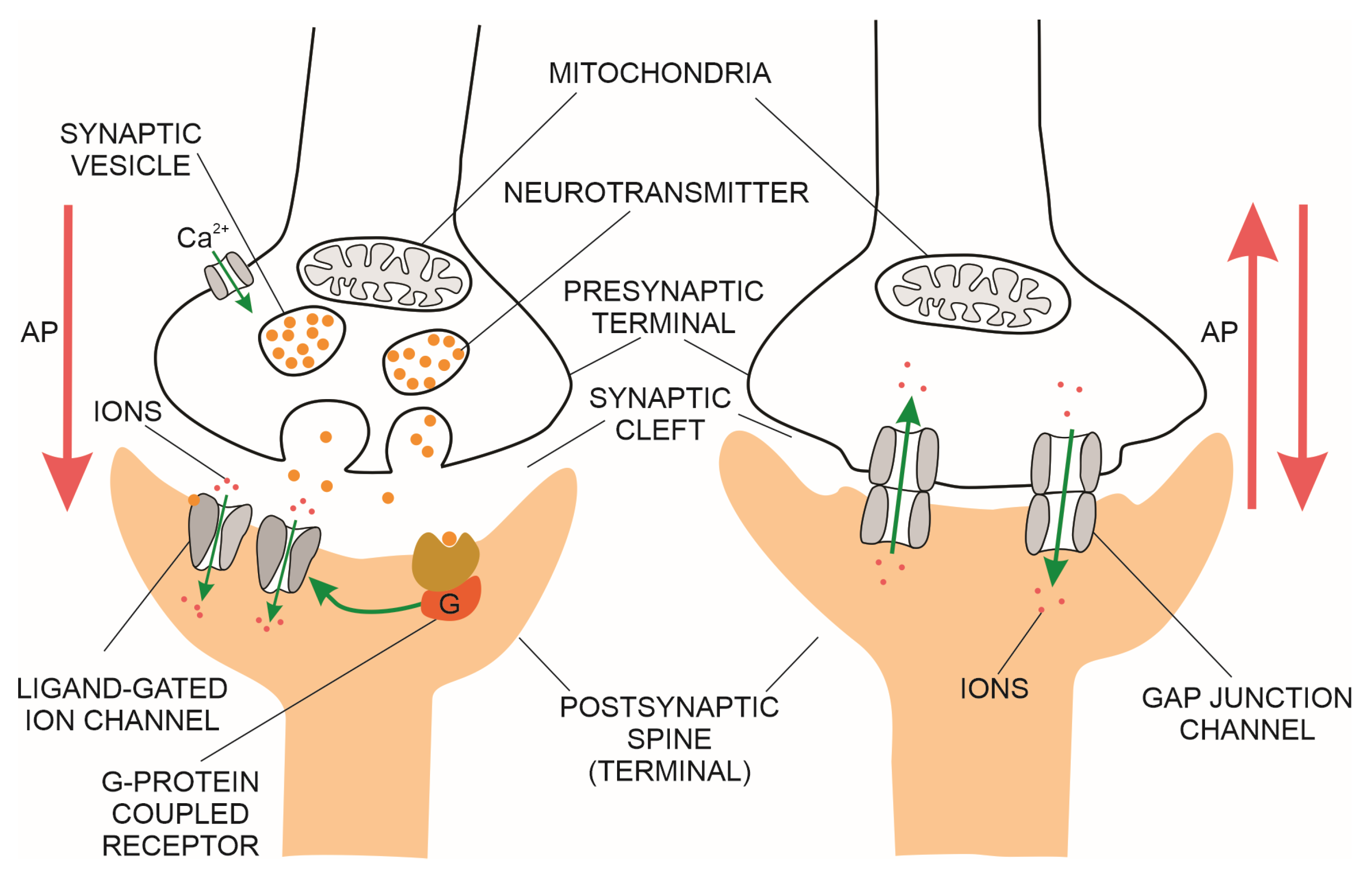 Detecting Early Cognitive Decline in Alzheimer's Disease