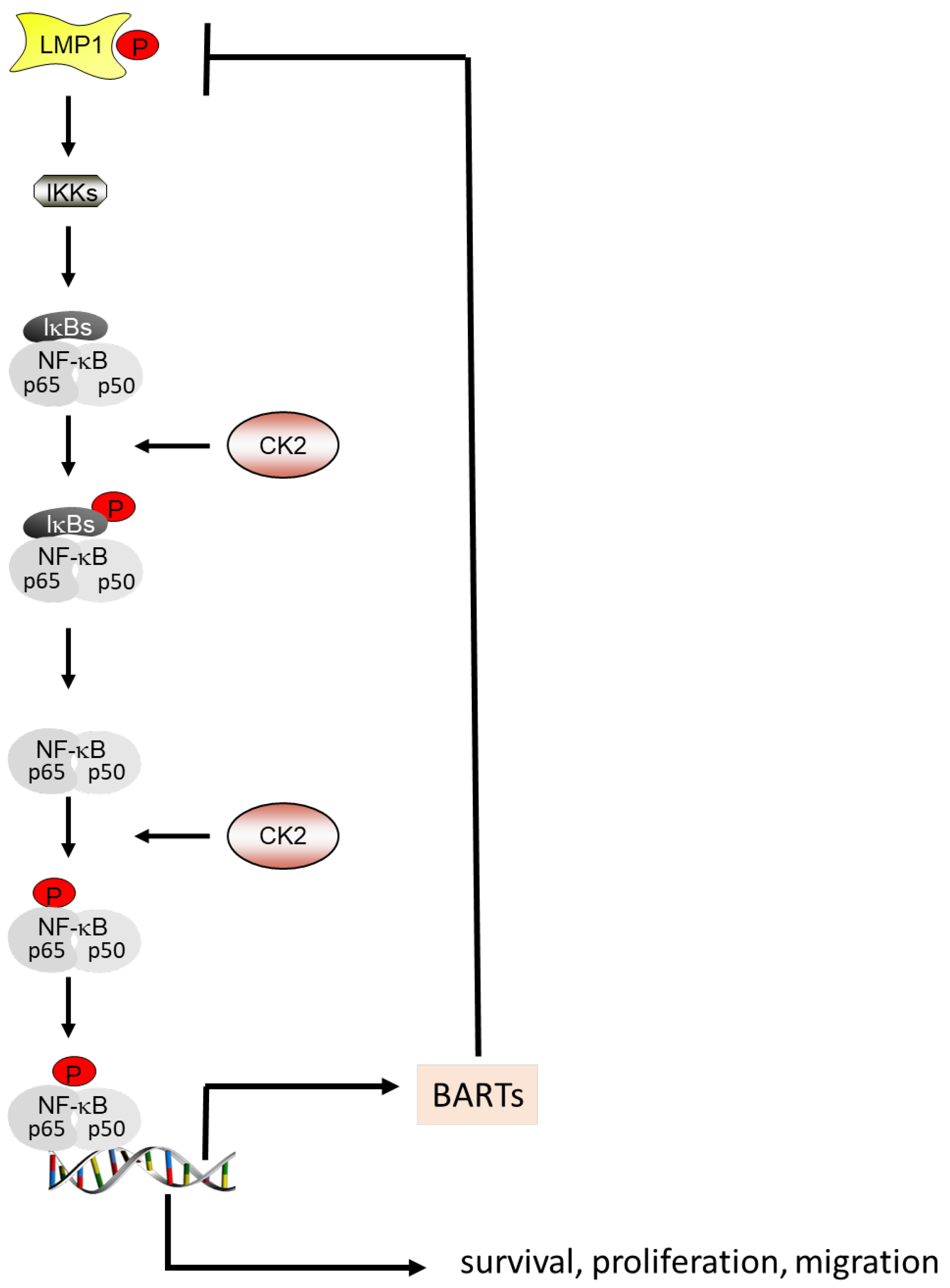 Biomedicines 11 00358 g001 Biomedicines 11 00358 g001
