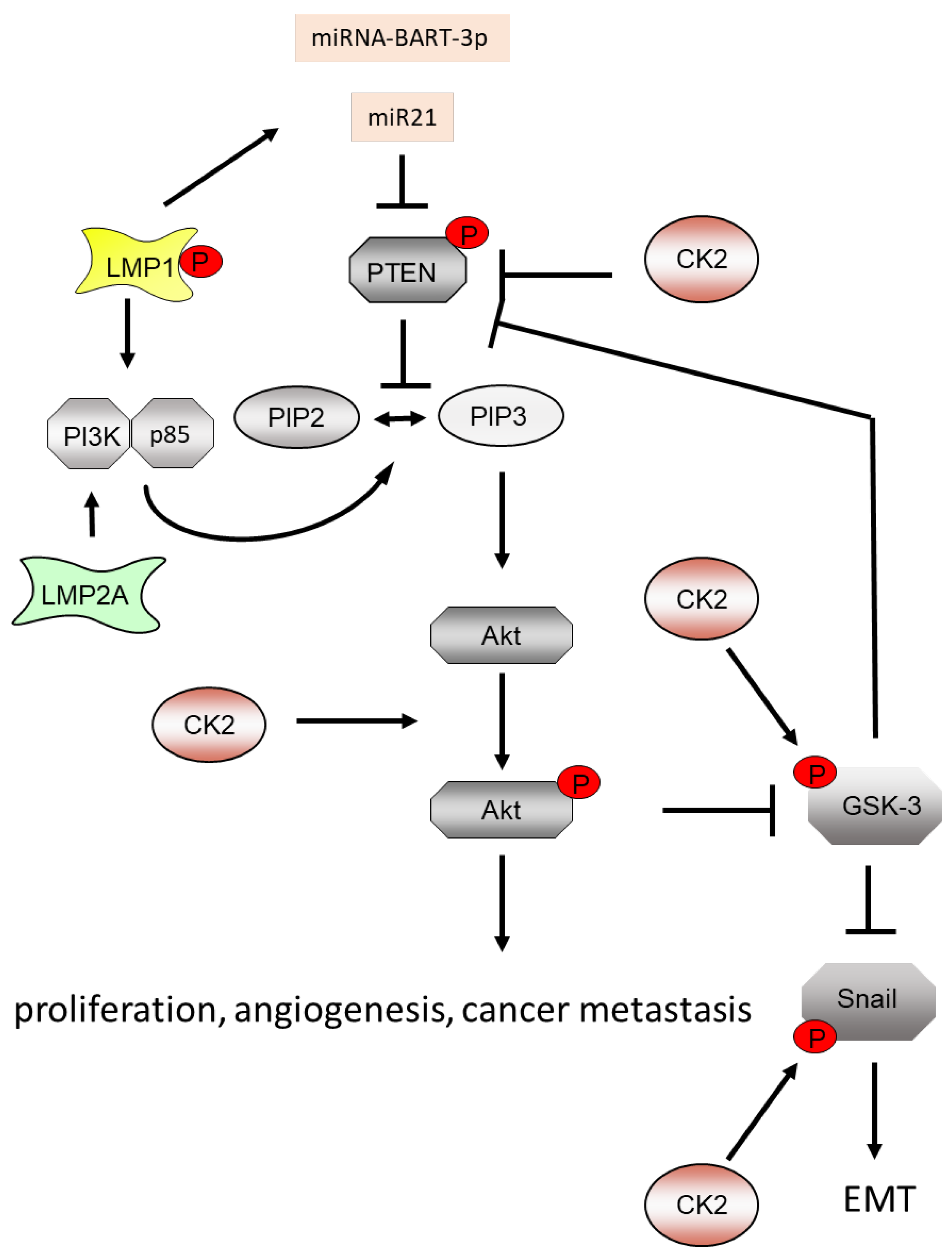 Biomedicines 11 00358 g002 Biomedicines 11 00358 g002