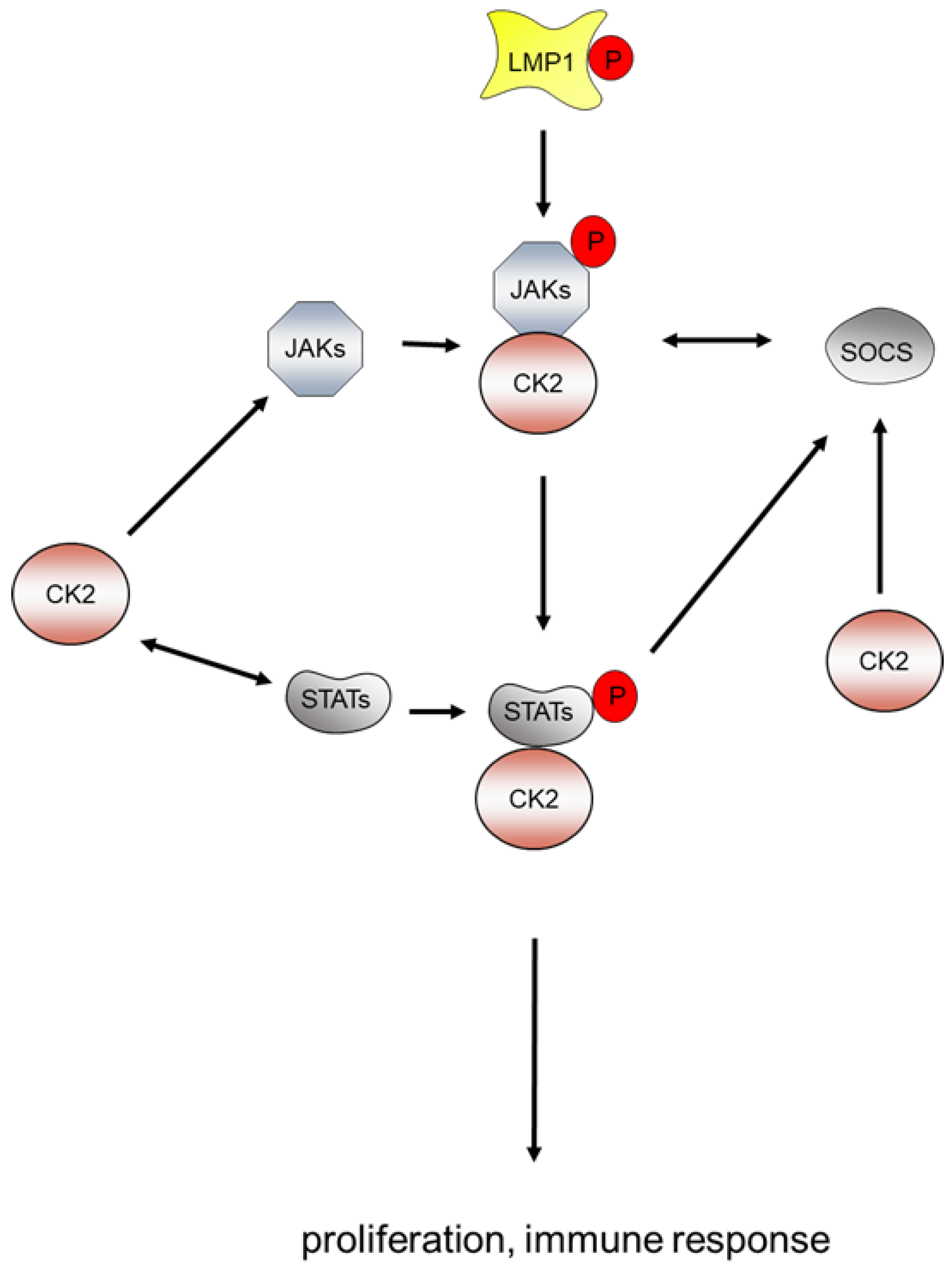 Biomedicines 11 00358 g004 Biomedicines 11 00358 g004