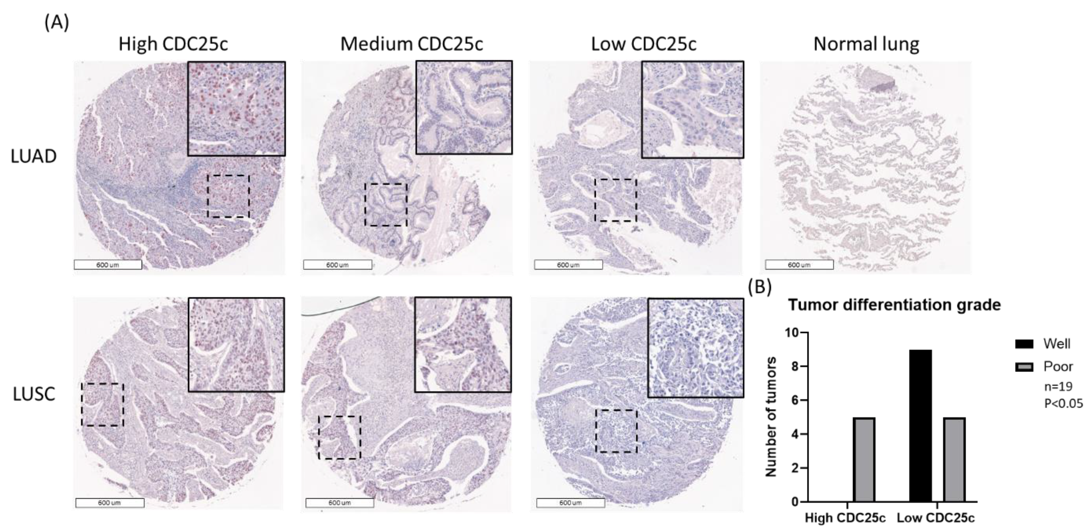 Biomedicines 11 00362 g001