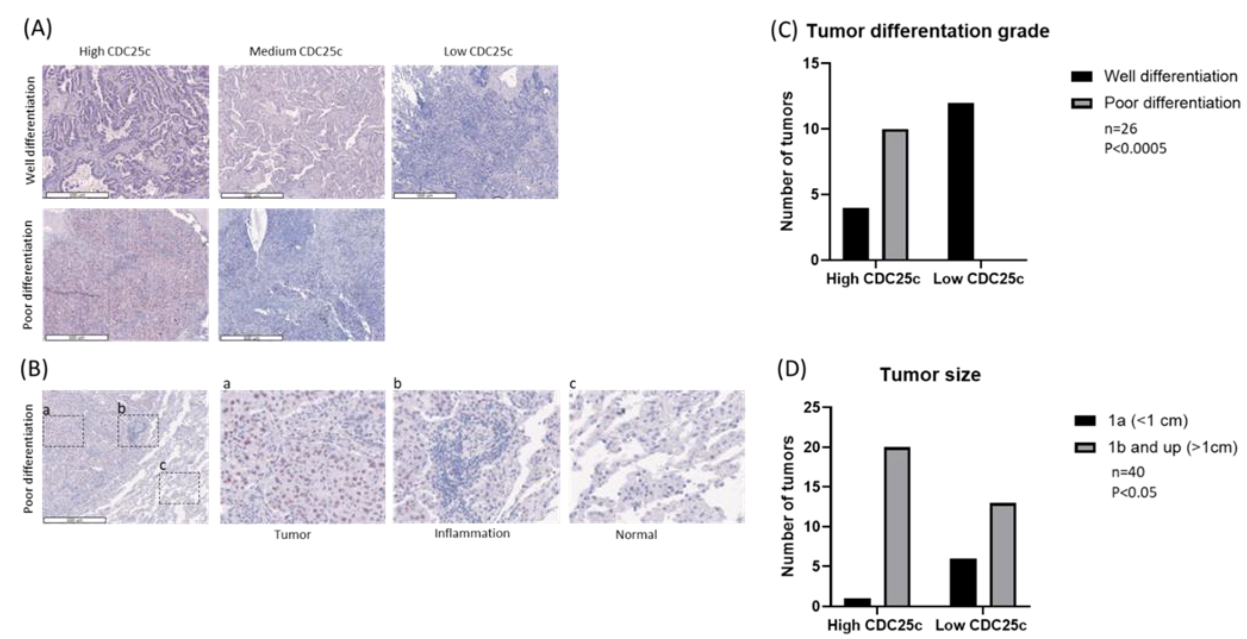 Biomedicines 11 00362 g002