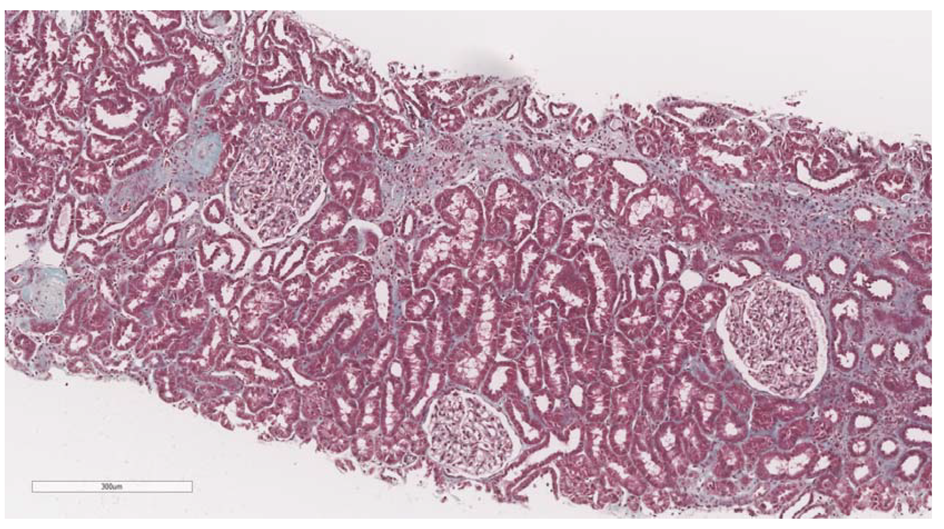 Biomedicines 11 00365 g003 Biomedicines 11 00365 g003