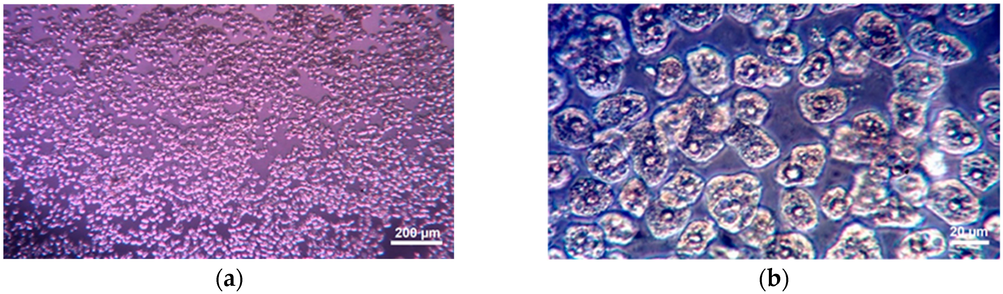 Biomedicines 11 00366 g001 Biomedicines 11 00366 g001