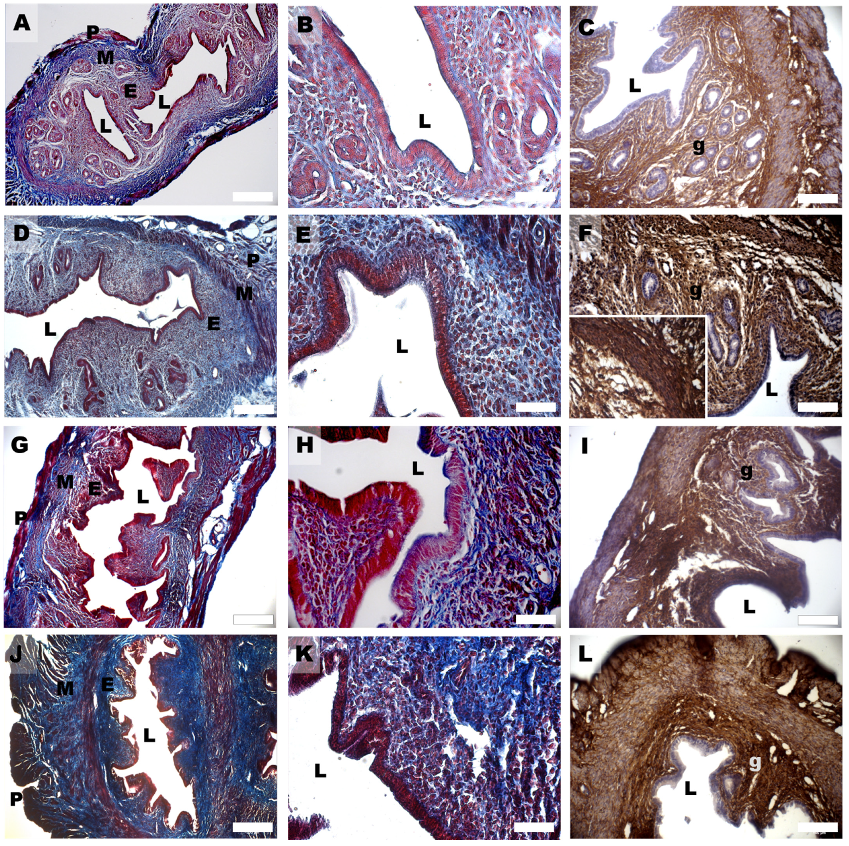 Biomedicines 11 00374 g004 Biomedicines 11 00374 g004