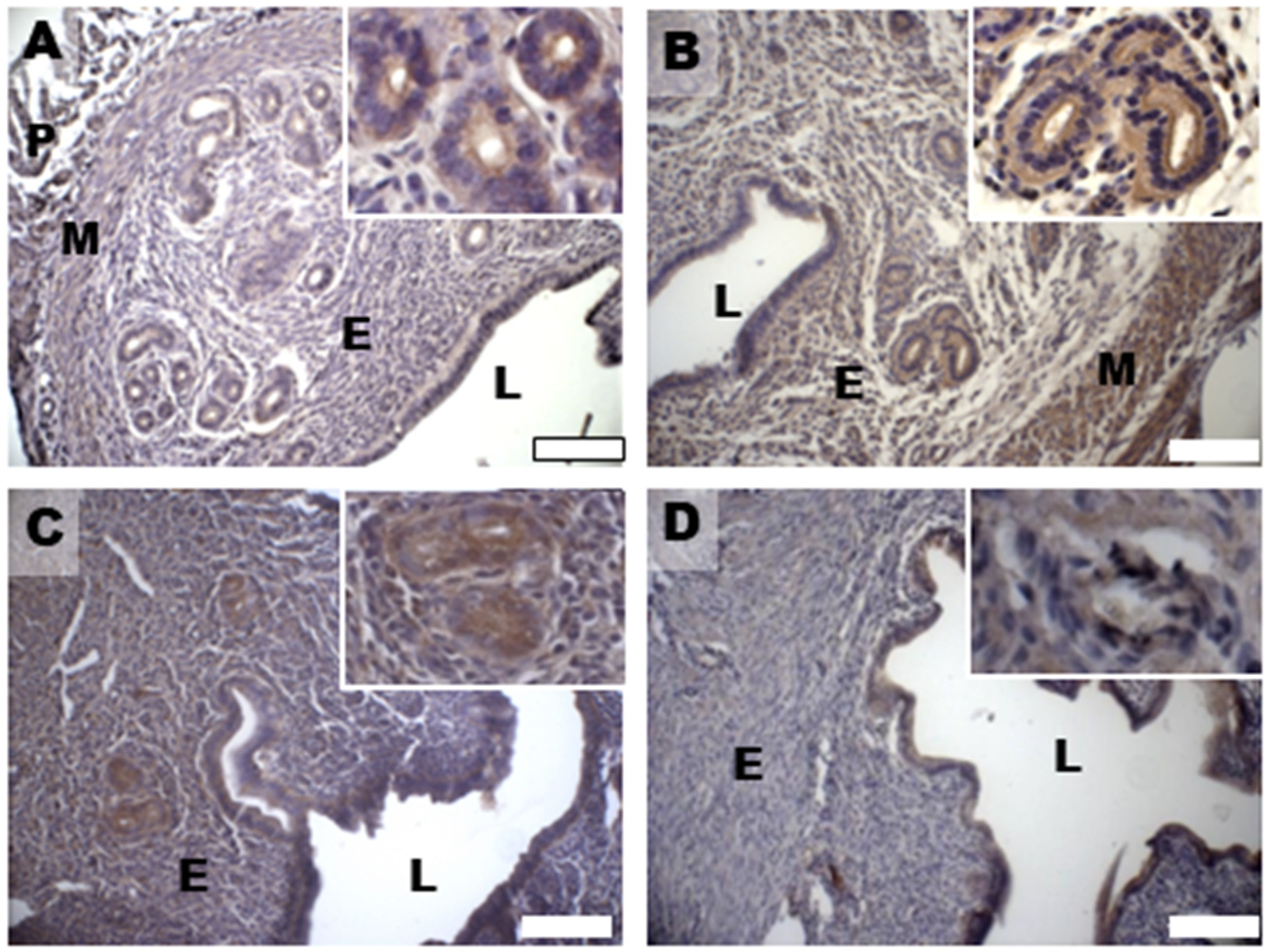 Biomedicines 11 00374 g006 Biomedicines 11 00374 g006