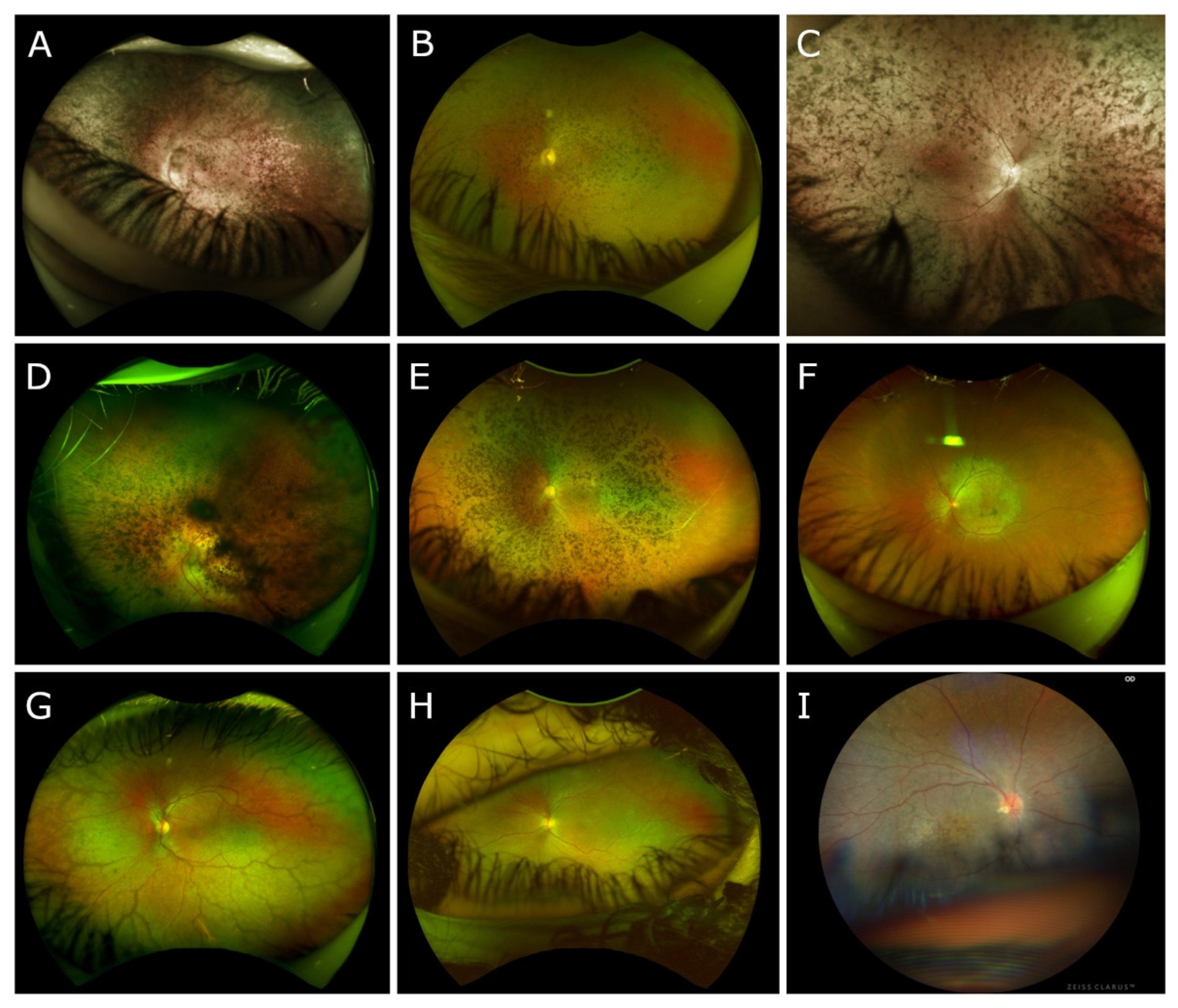 Biomedicines 11 00385 g001