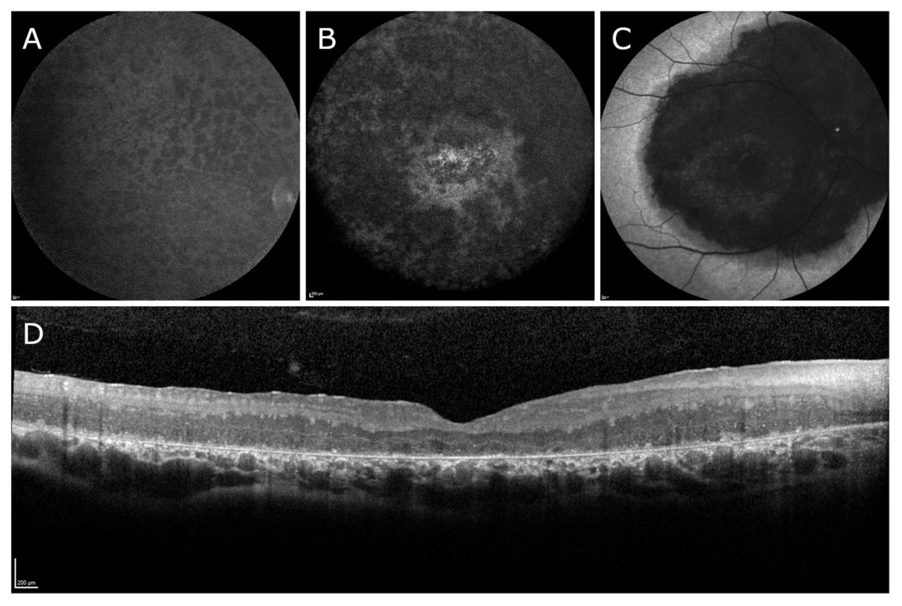 Biomedicines 11 00385 g002