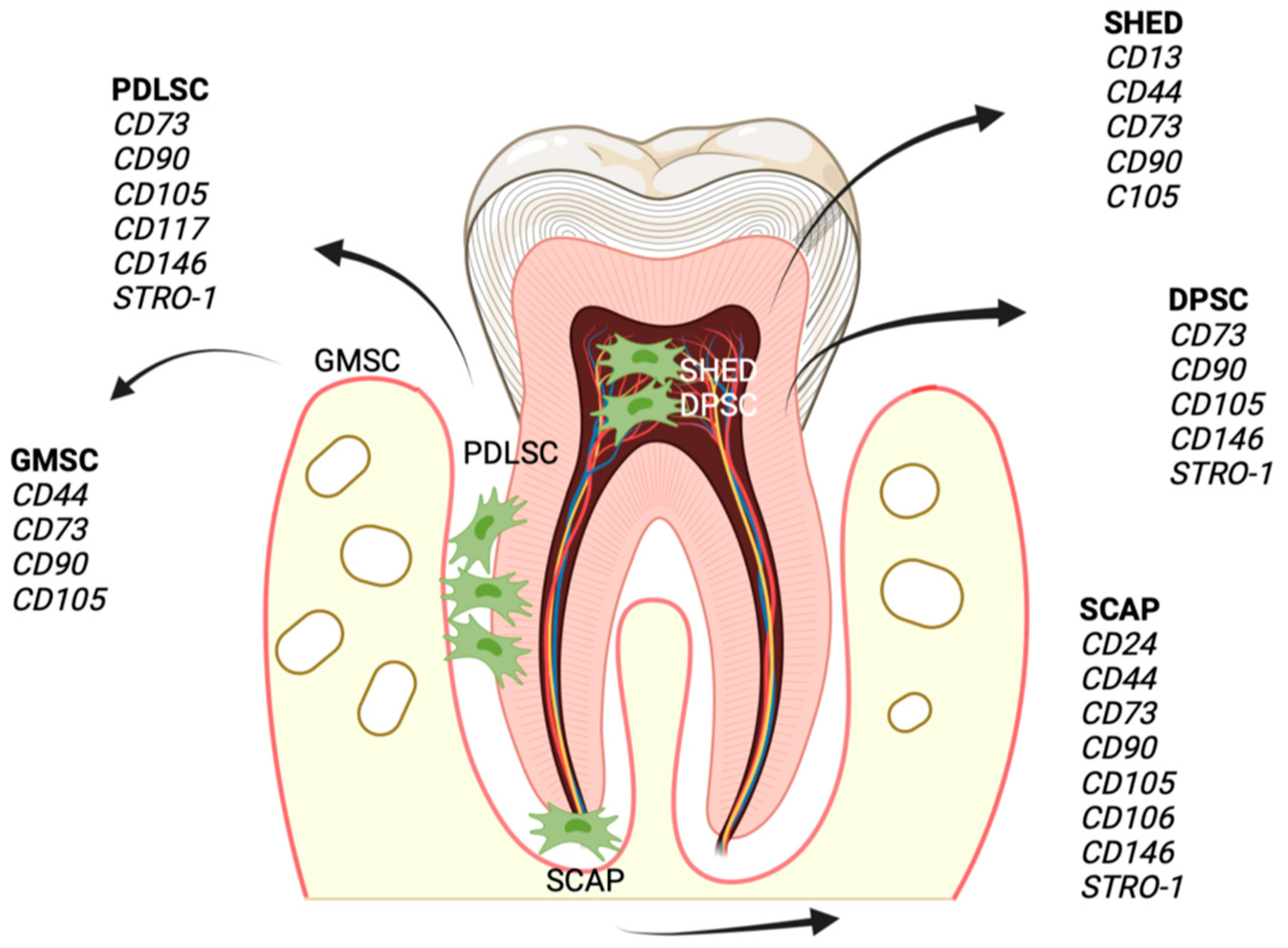 Biomedicines 11 00387 g002