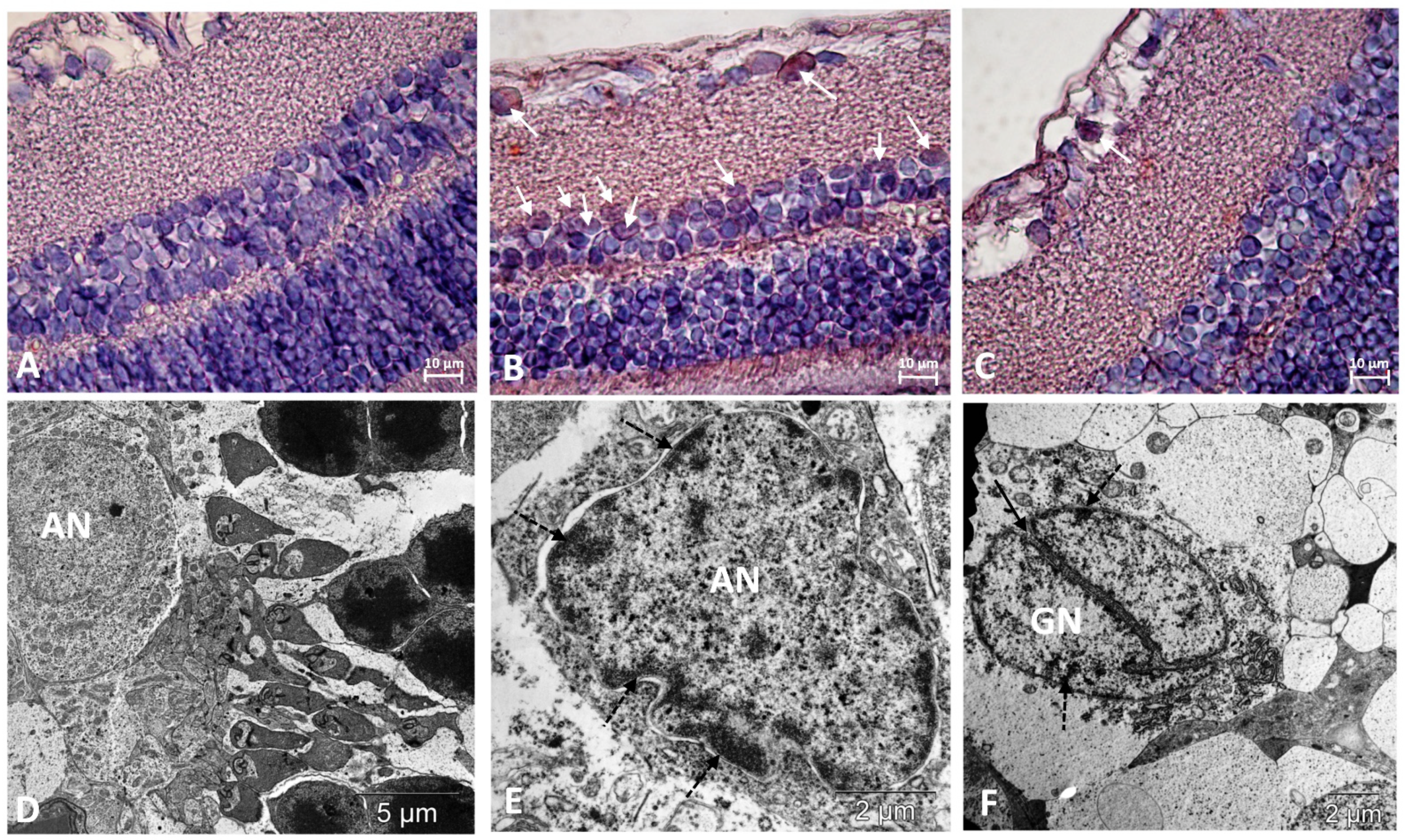 Biomedicines 11 00395 g003 Biomedicines 11 00395 g003