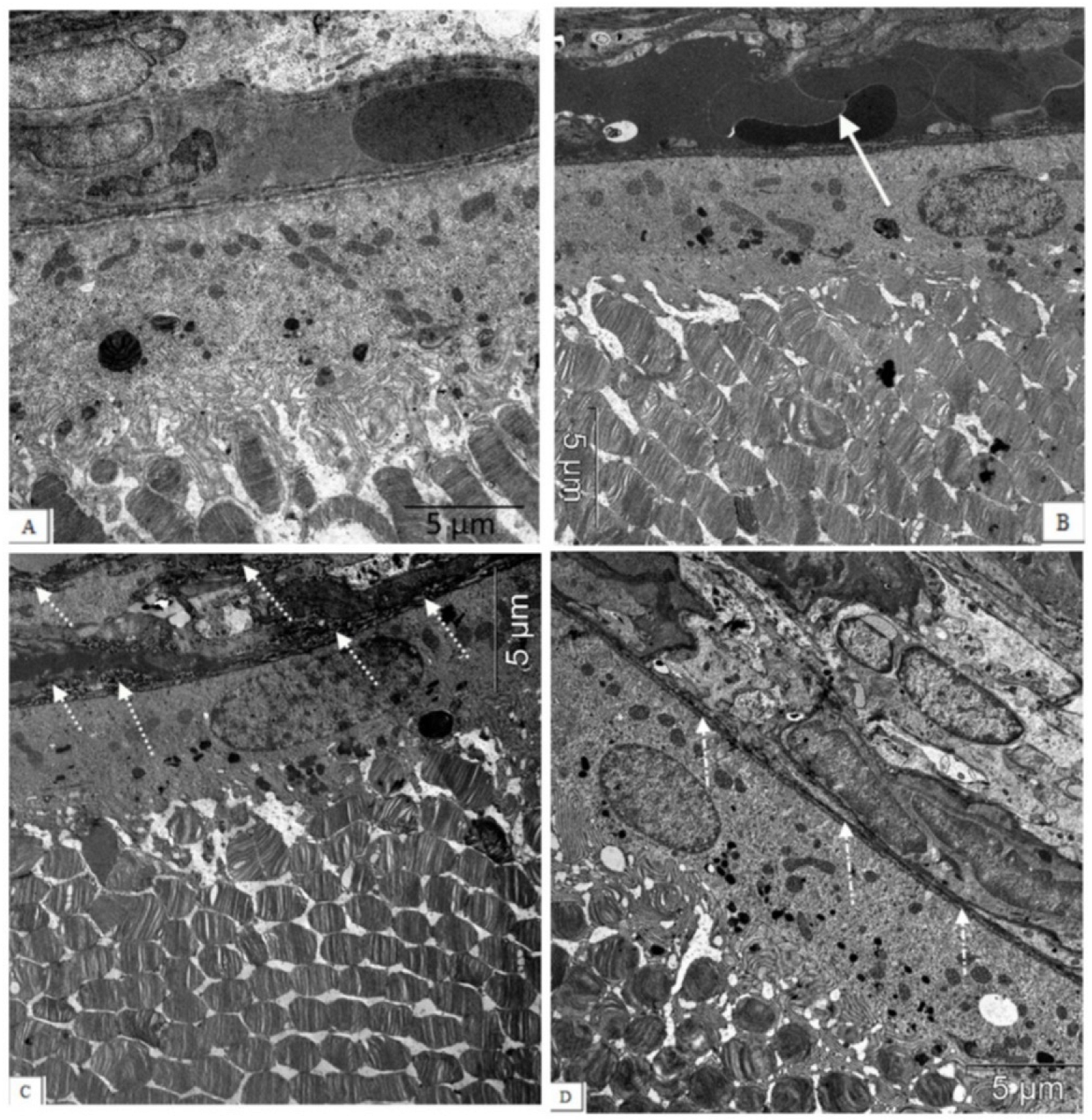 Biomedicines 11 00395 g004 Biomedicines 11 00395 g004